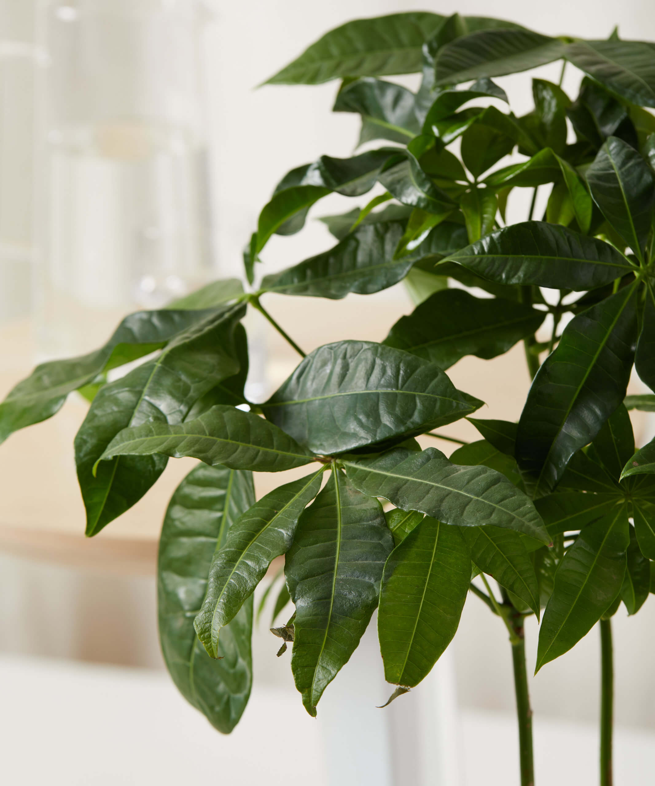 bloomscape_money-tree-stump_detail1