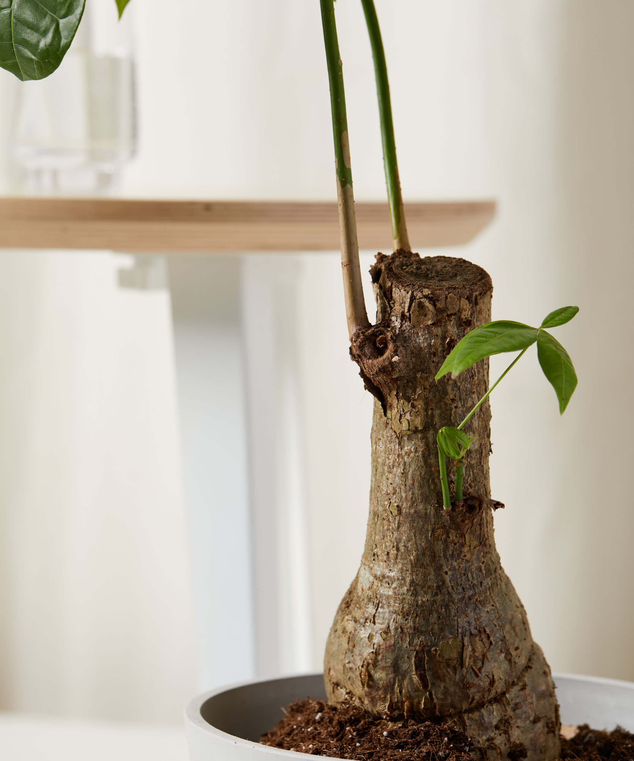 bloomscape_money-tree-stump_detail2