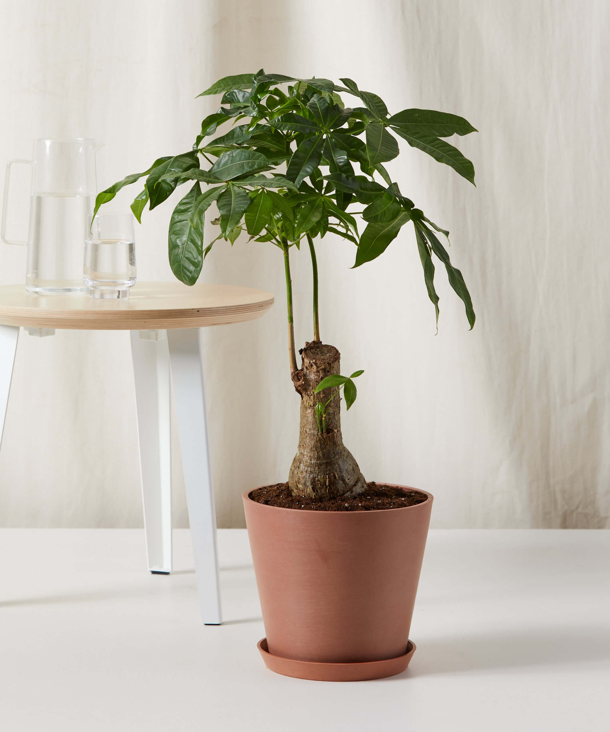 Buy Potted Money Tree Stump Indoor Plant | Bloomscape