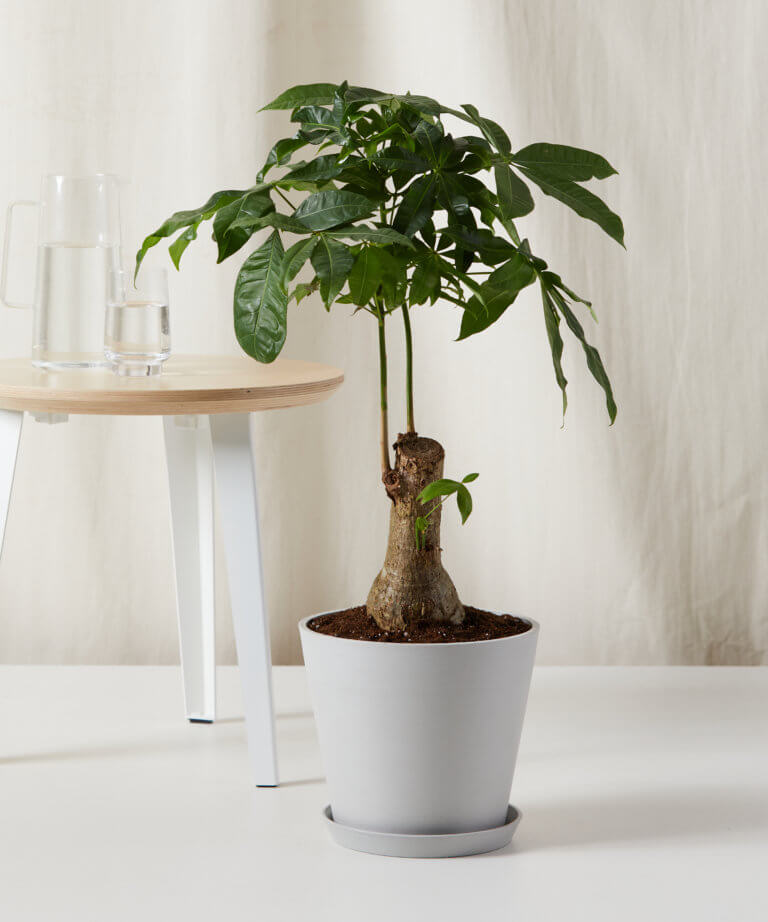 The Money Tree Plant Symbolism and Benefits Bloomscape