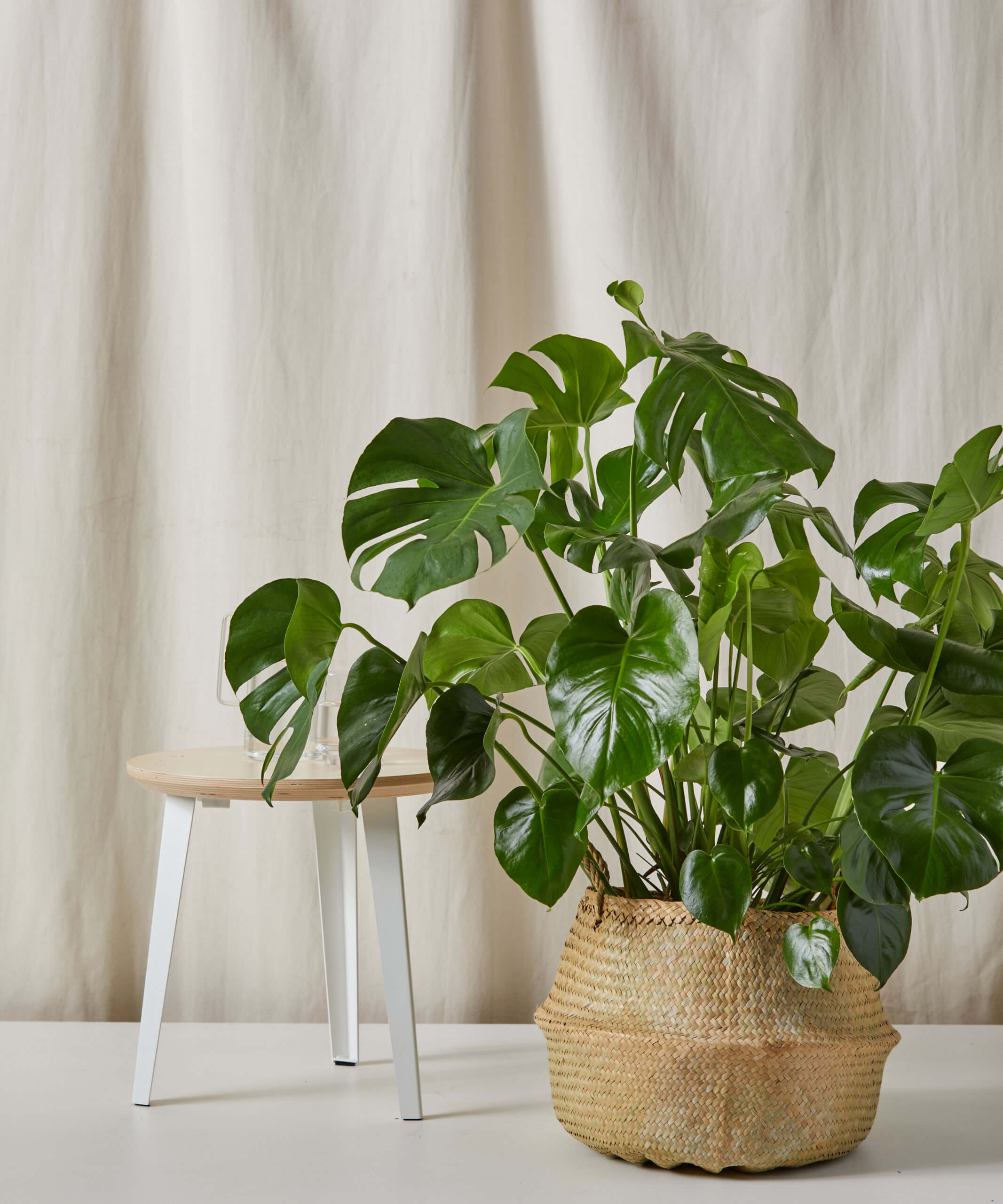 bloomscape_natural-basket_xl-xxl_2