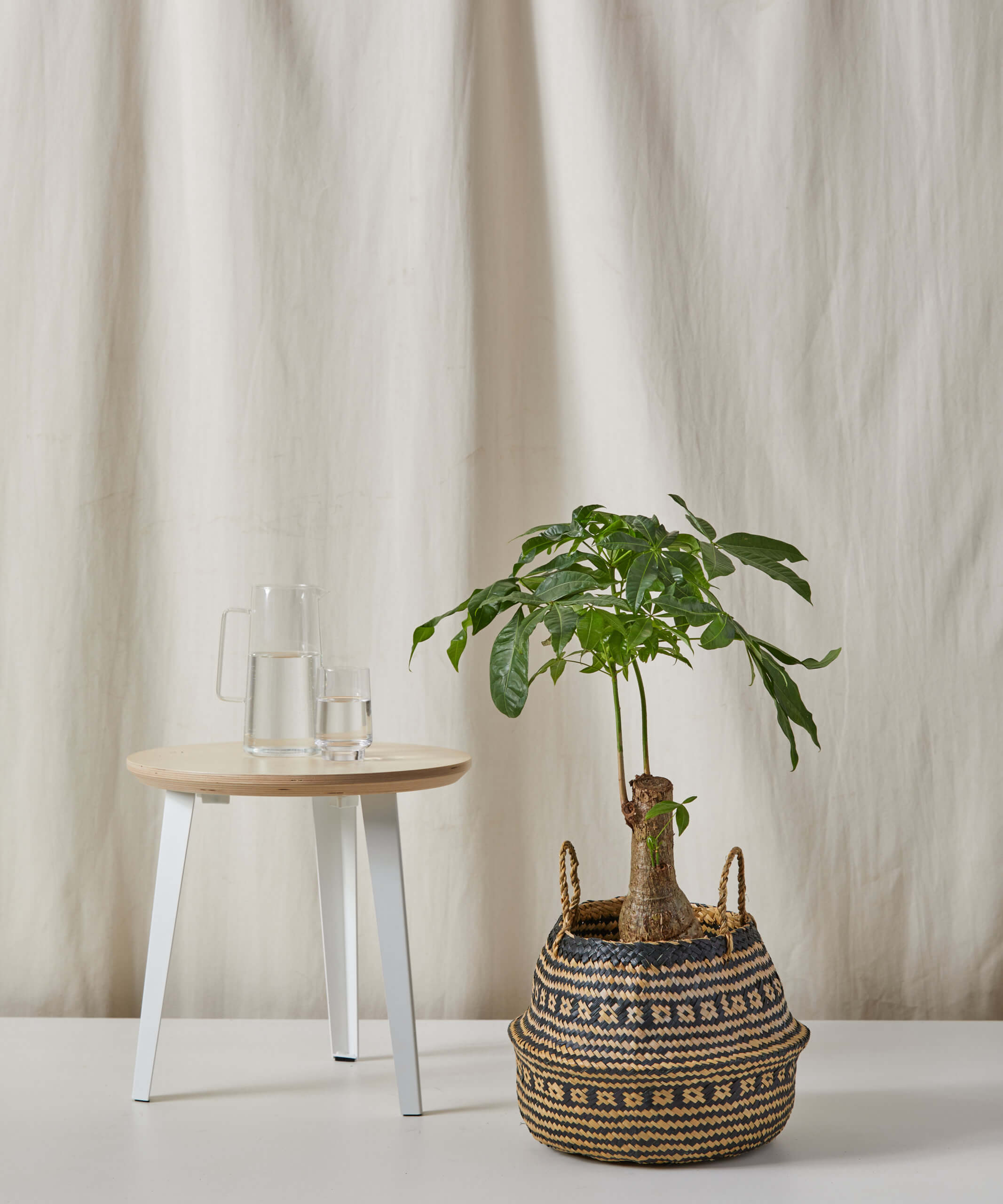 bloomscape_natural-black_lg_3