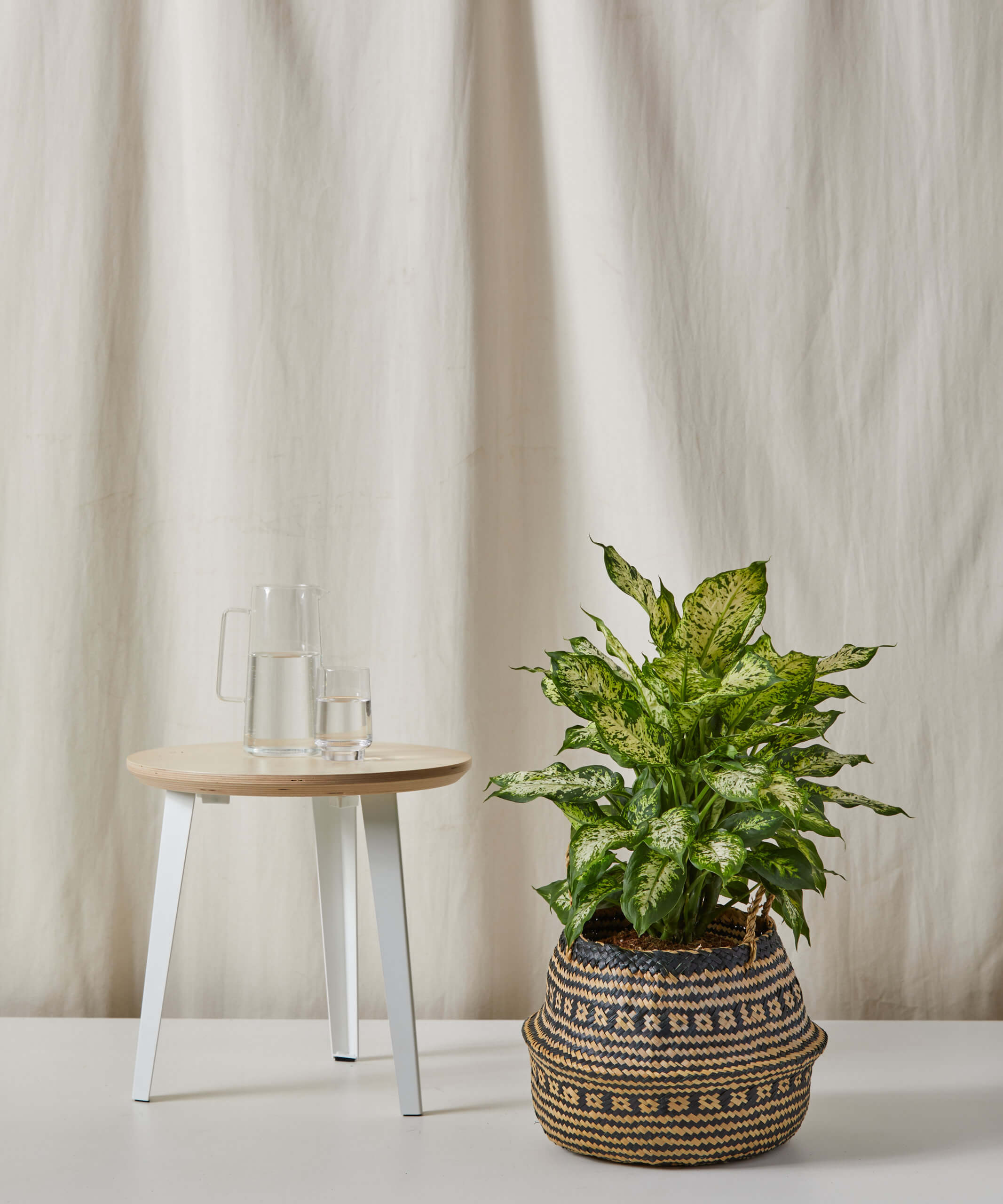 bloomscape_natural-black_lg_4