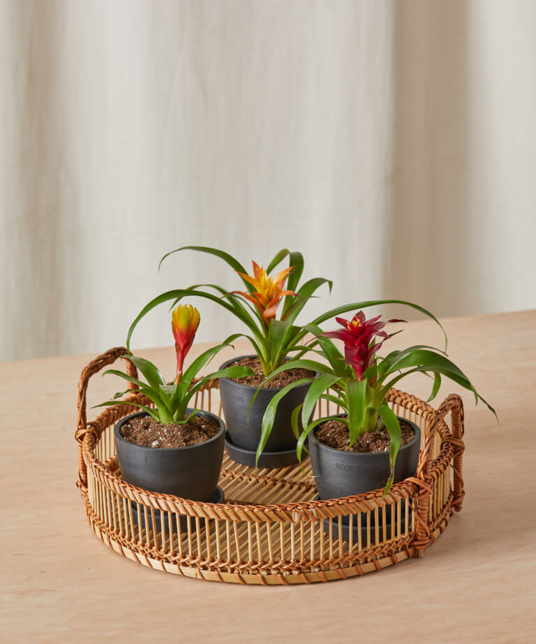 Shop Indoor Plant Care Accessories Bloomscape