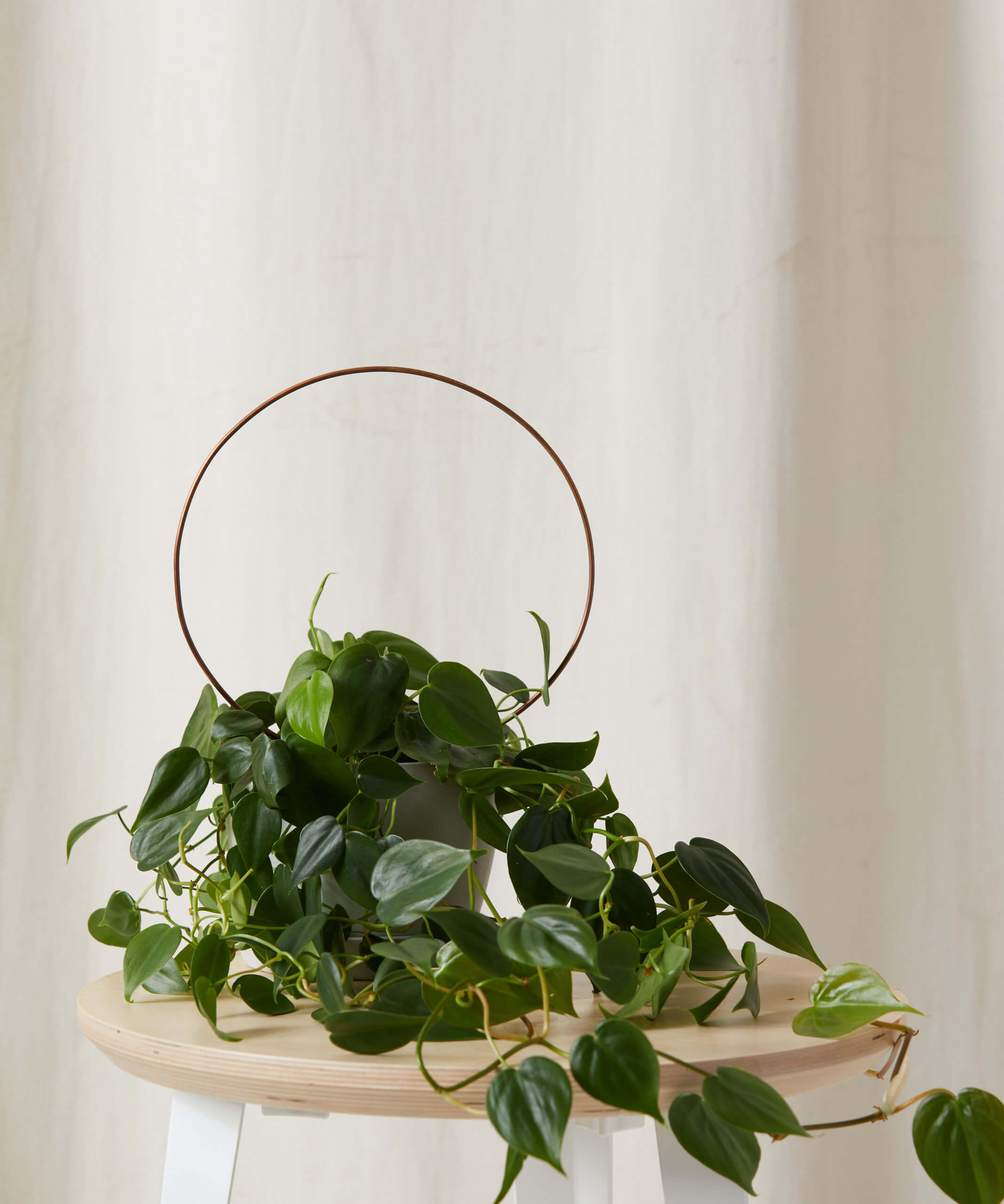 bloomscape_round-trellis_4