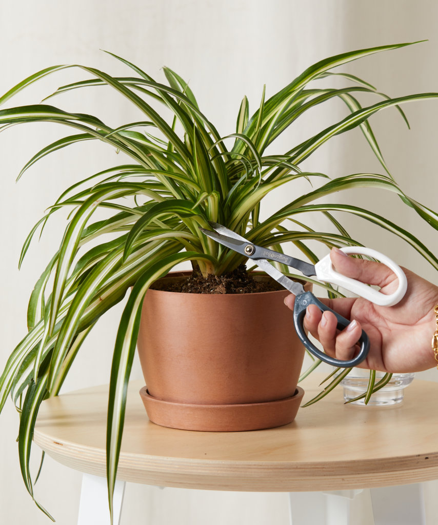 Spider Plant with long arching green leaves in a pot