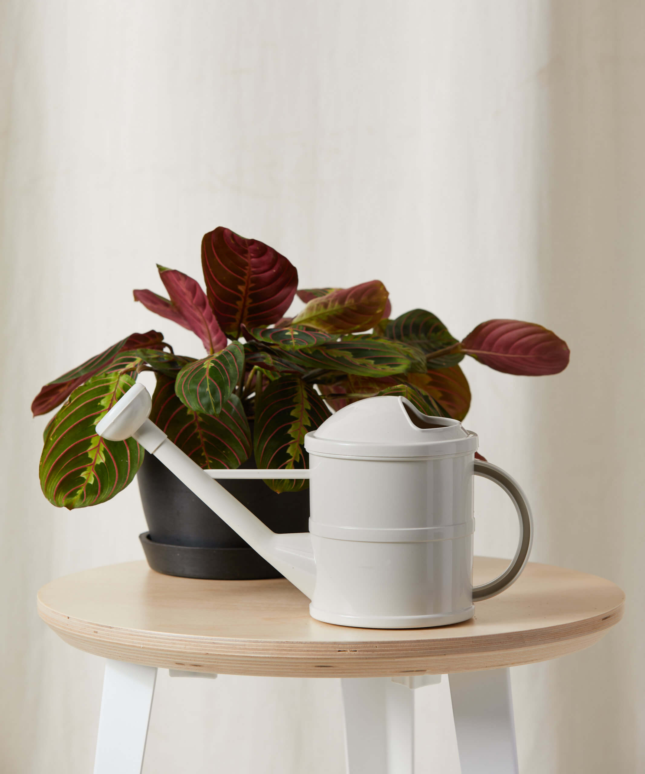 bloomscape_watering-can_1b