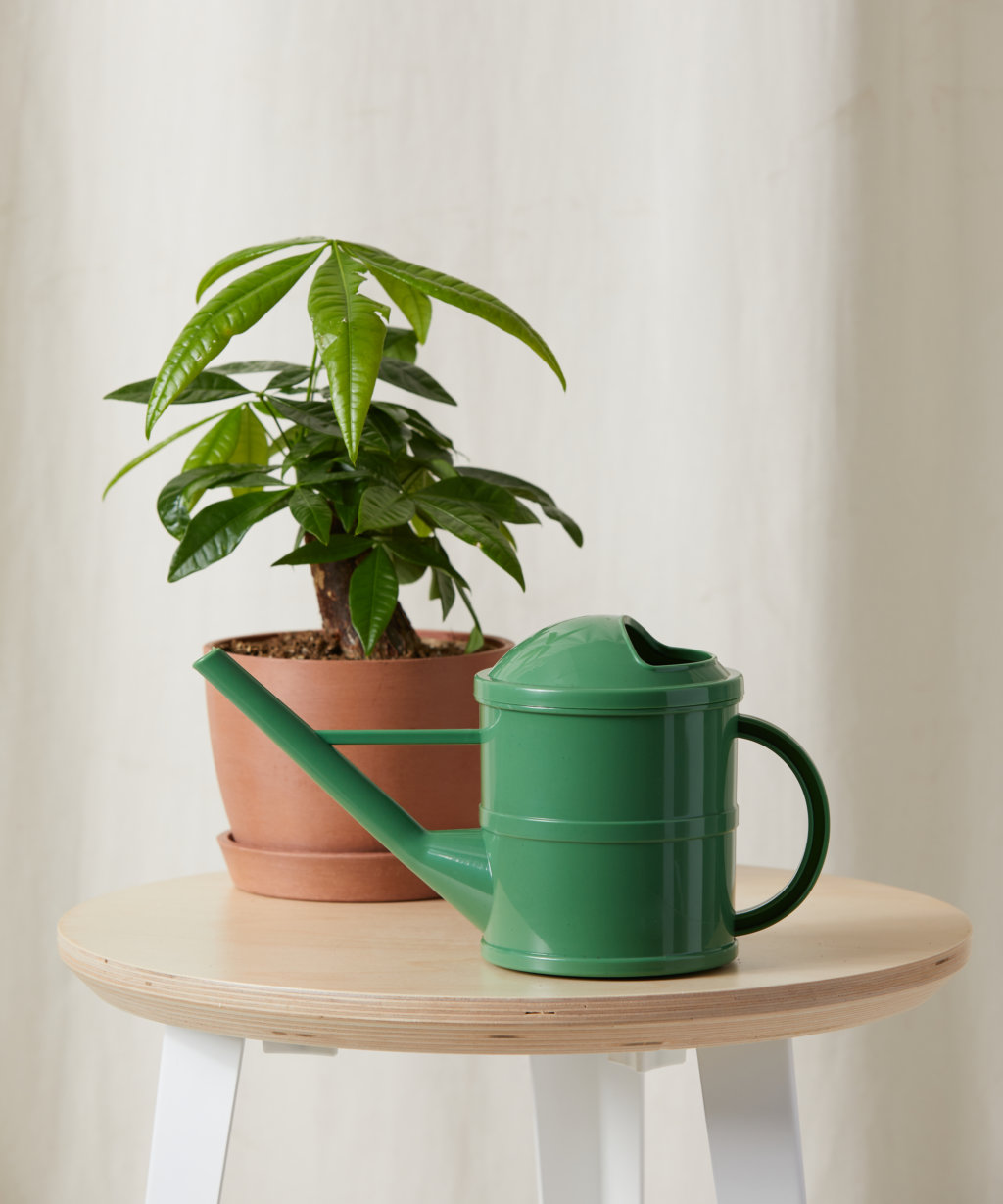 Buy Potted Mini Money Tree Indoor Plant | Bloomscape