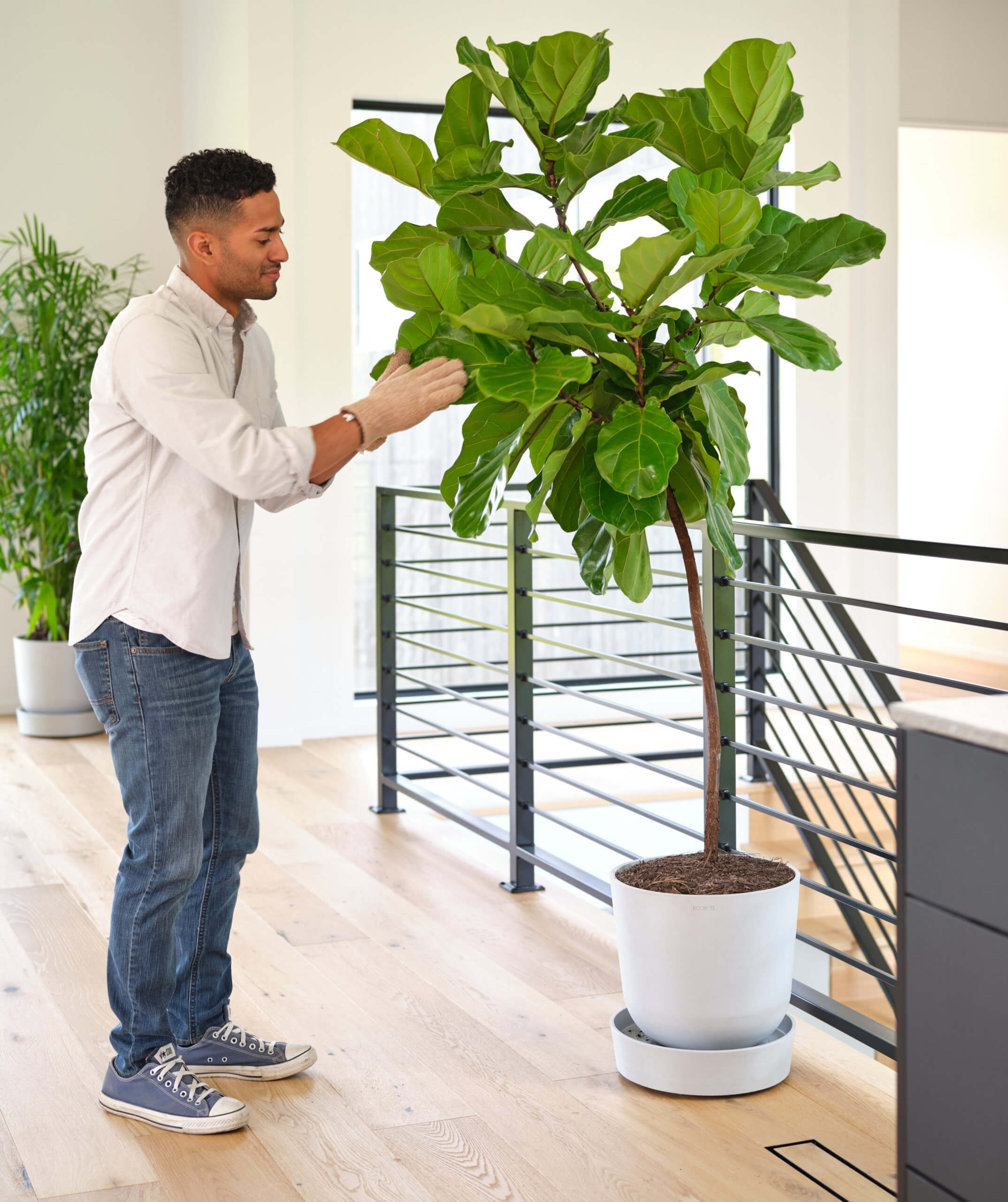Fiddle Leaf Fig Tree as the Best Plant for Lazy People