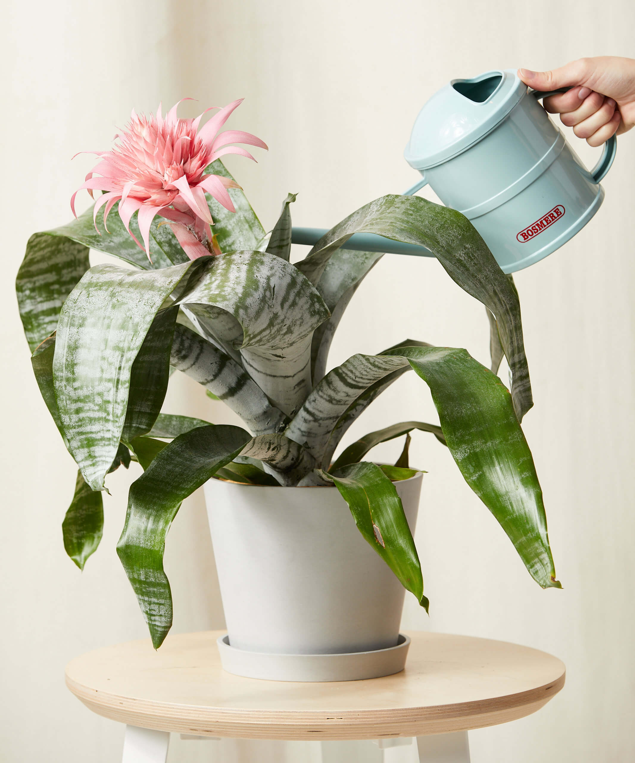 bloomscape_bromeliad-aechmea-pink_md_watering-can