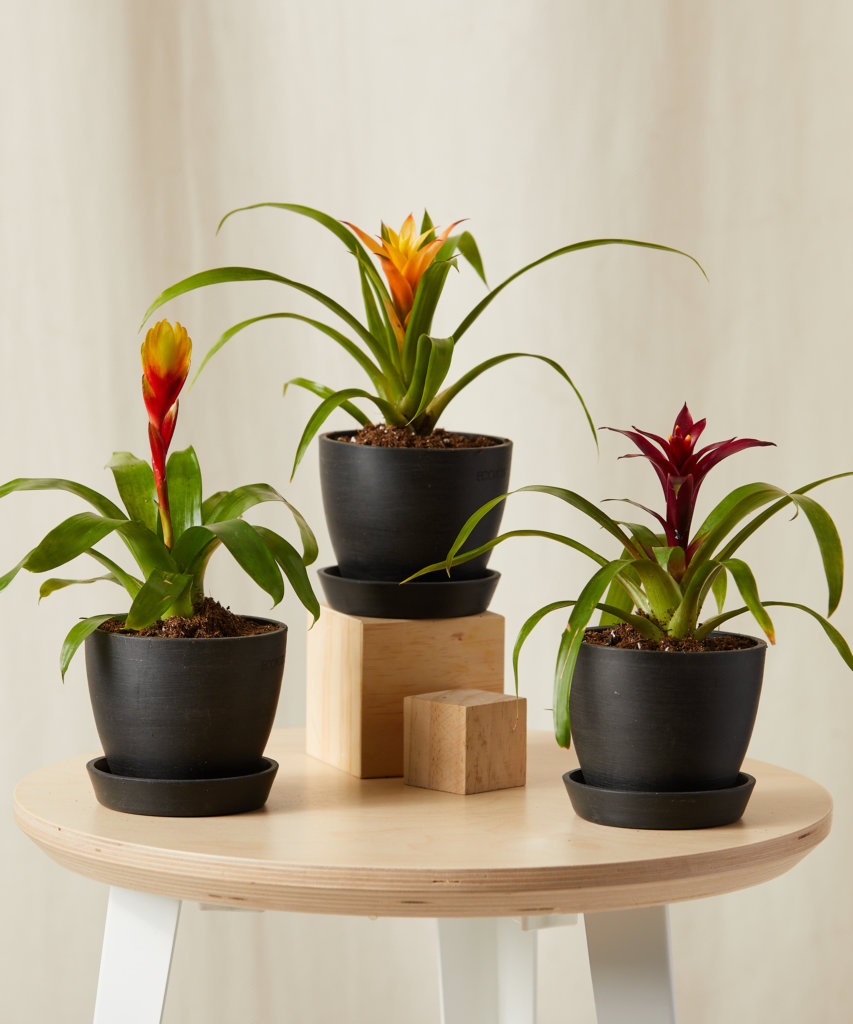 Bromeliad 101 How to Care for Bromeliads Bloomscape