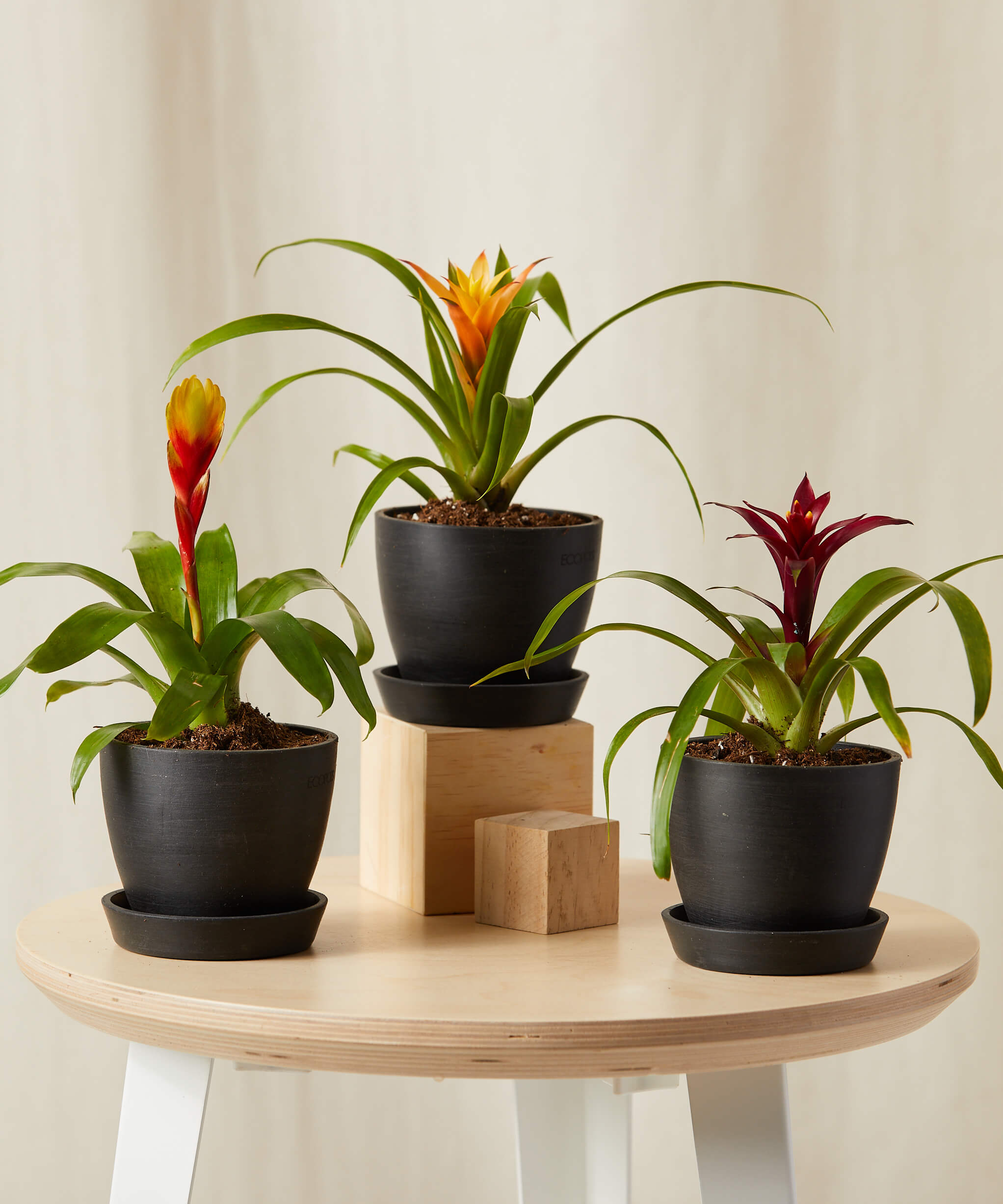 Bromeliad Collection Charcoal