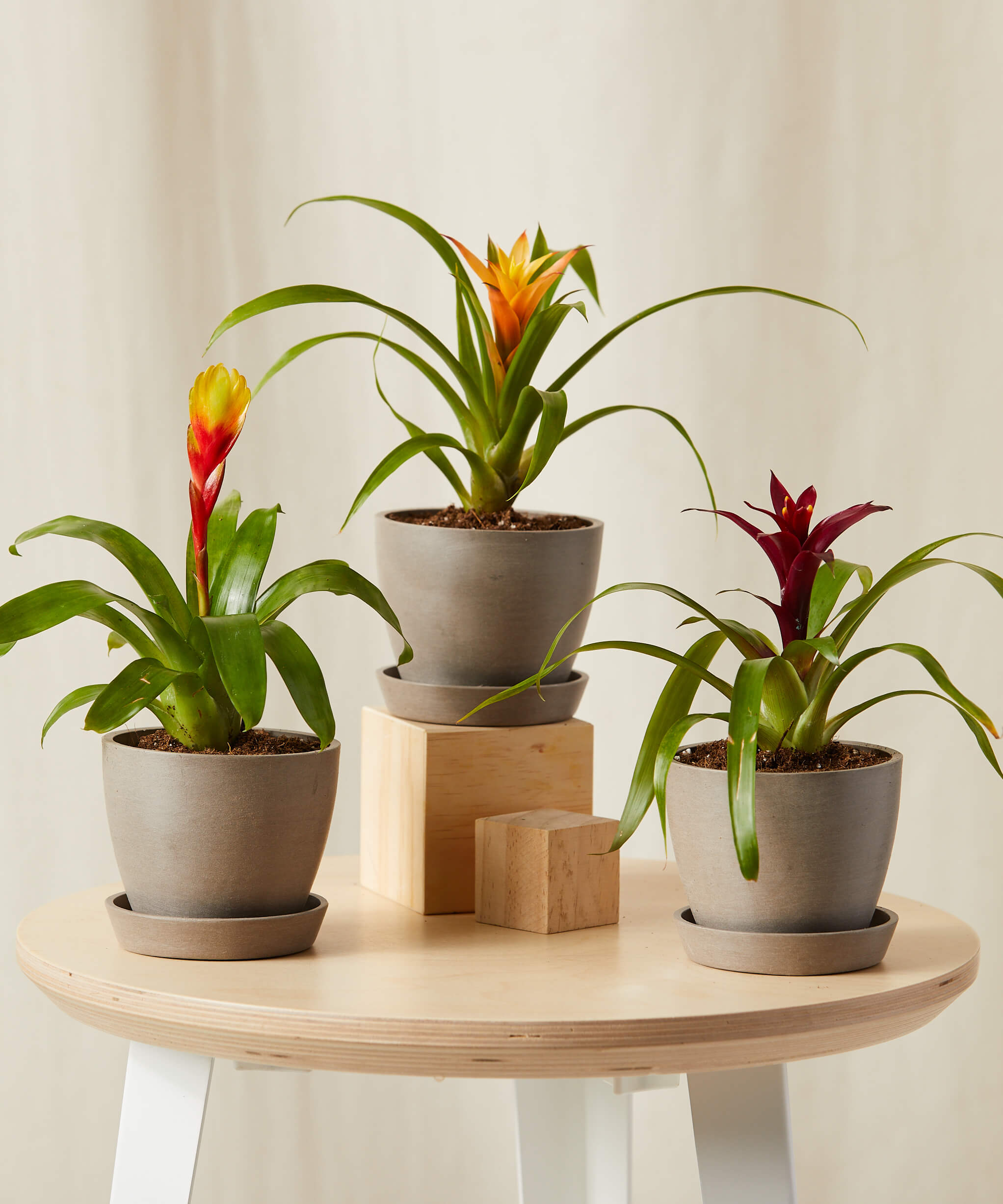Bromeliad Collection Taupe