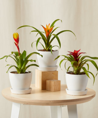 Bromeliad Collection