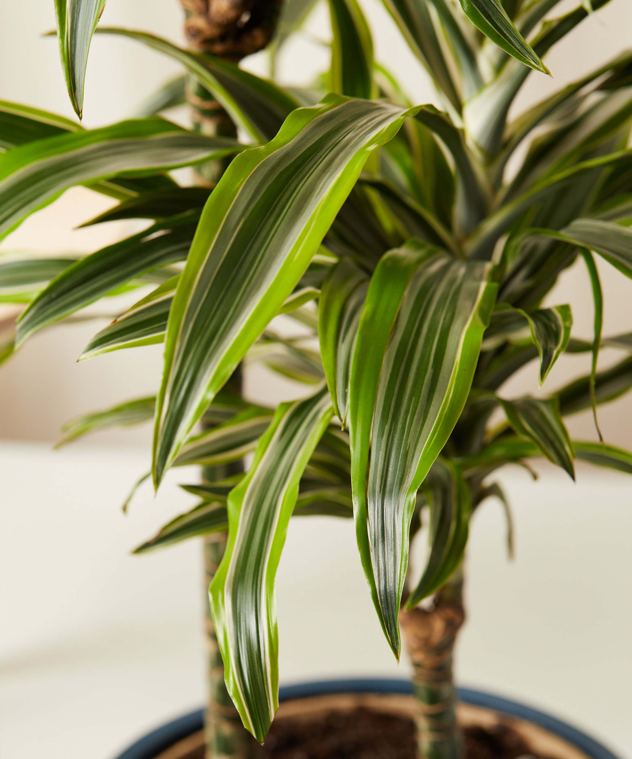 Dracaena Gold Star