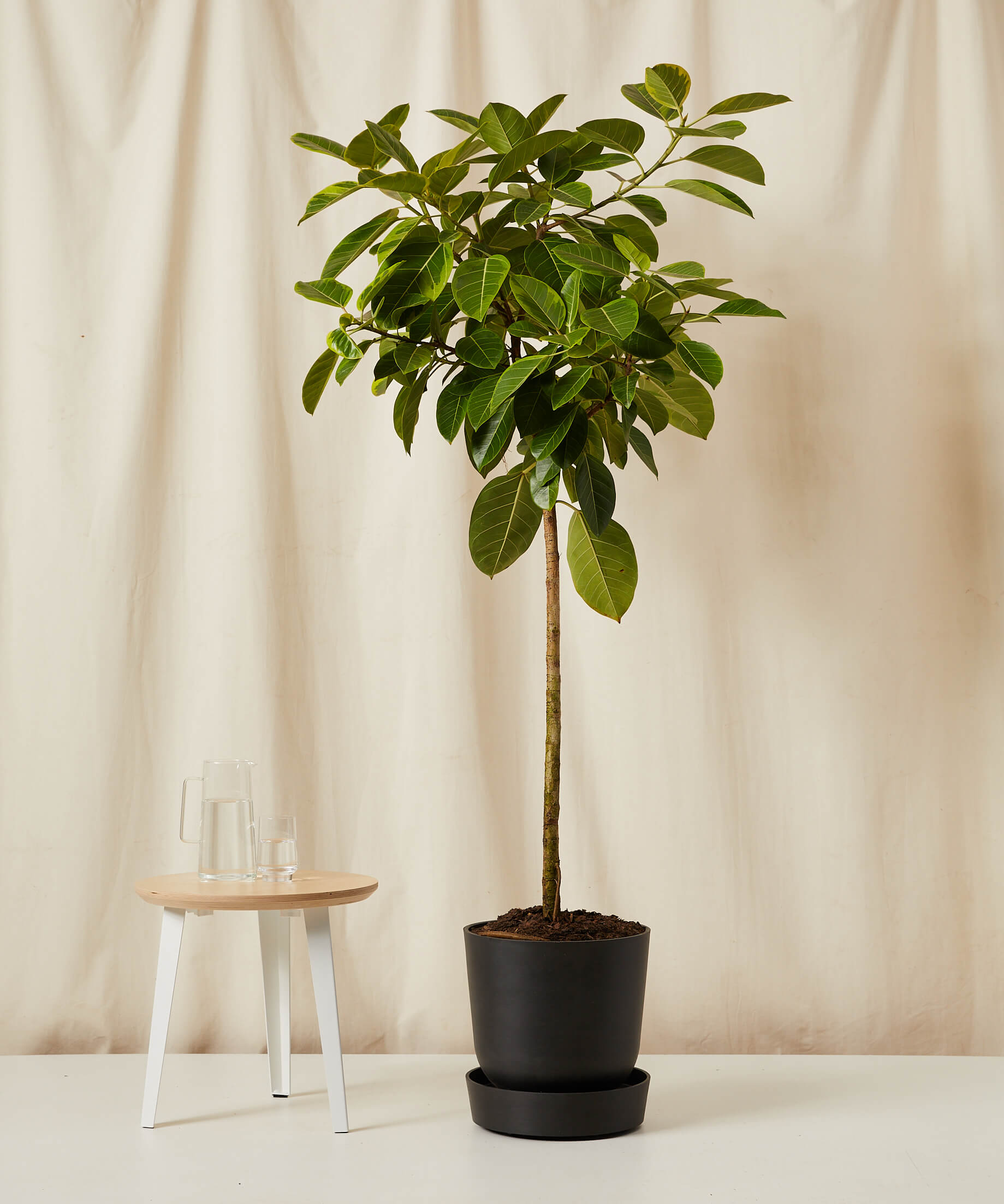 Ficus Altissima Tree - Thumbnail 2