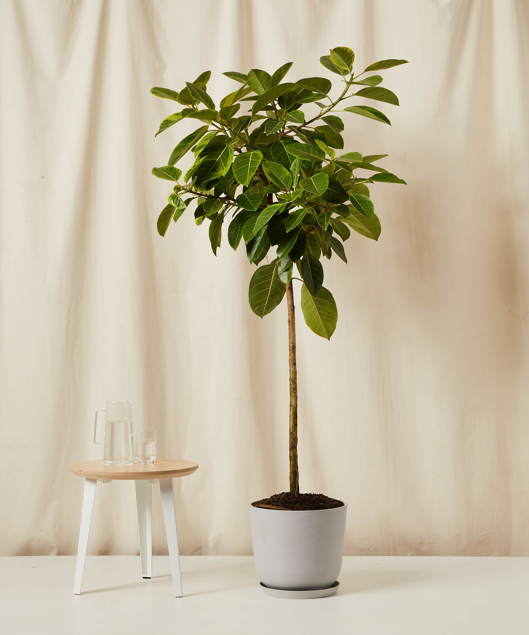Ficus Altissima Tree