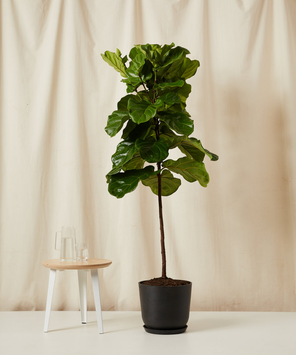 Buy Potted Fiddle Leaf Fig Tree Indoor Plant | Bloomscape