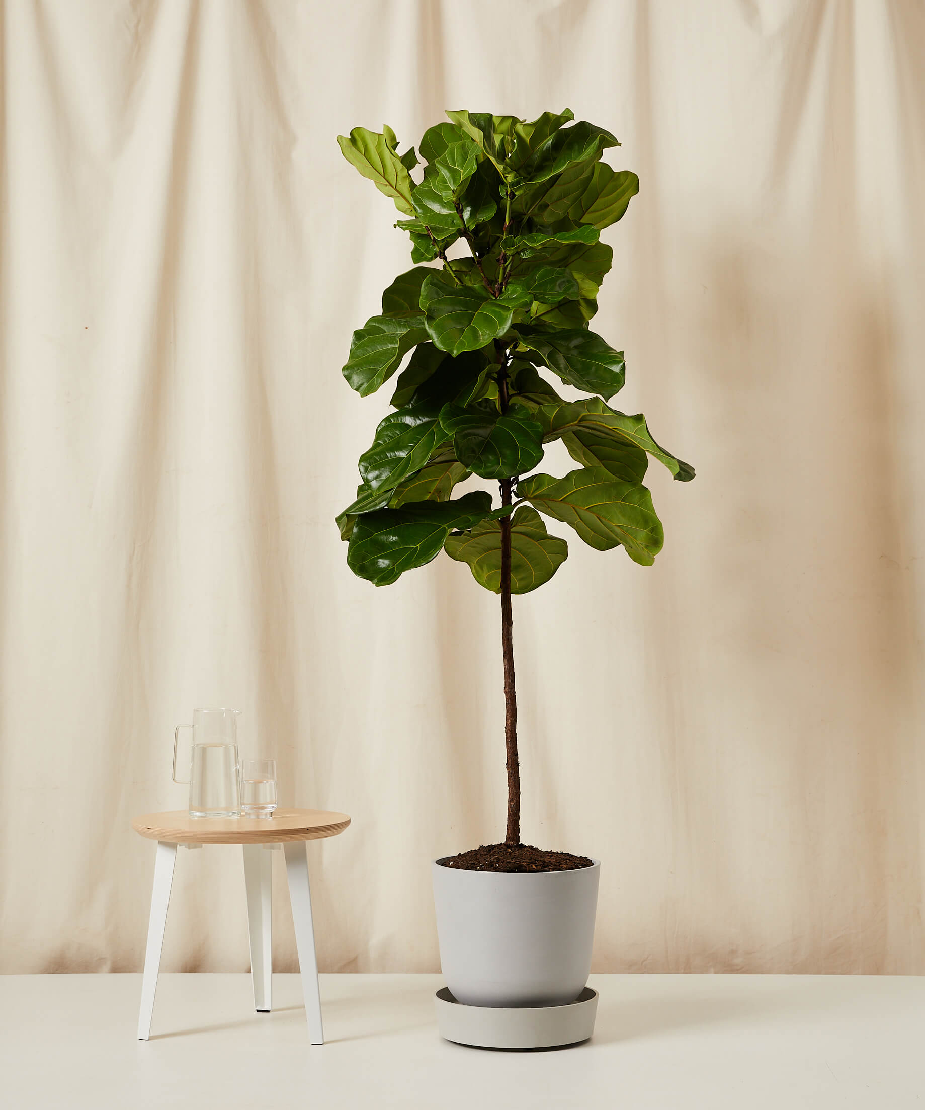 Buy Potted Fiddle Leaf Fig Tree Indoor Plant