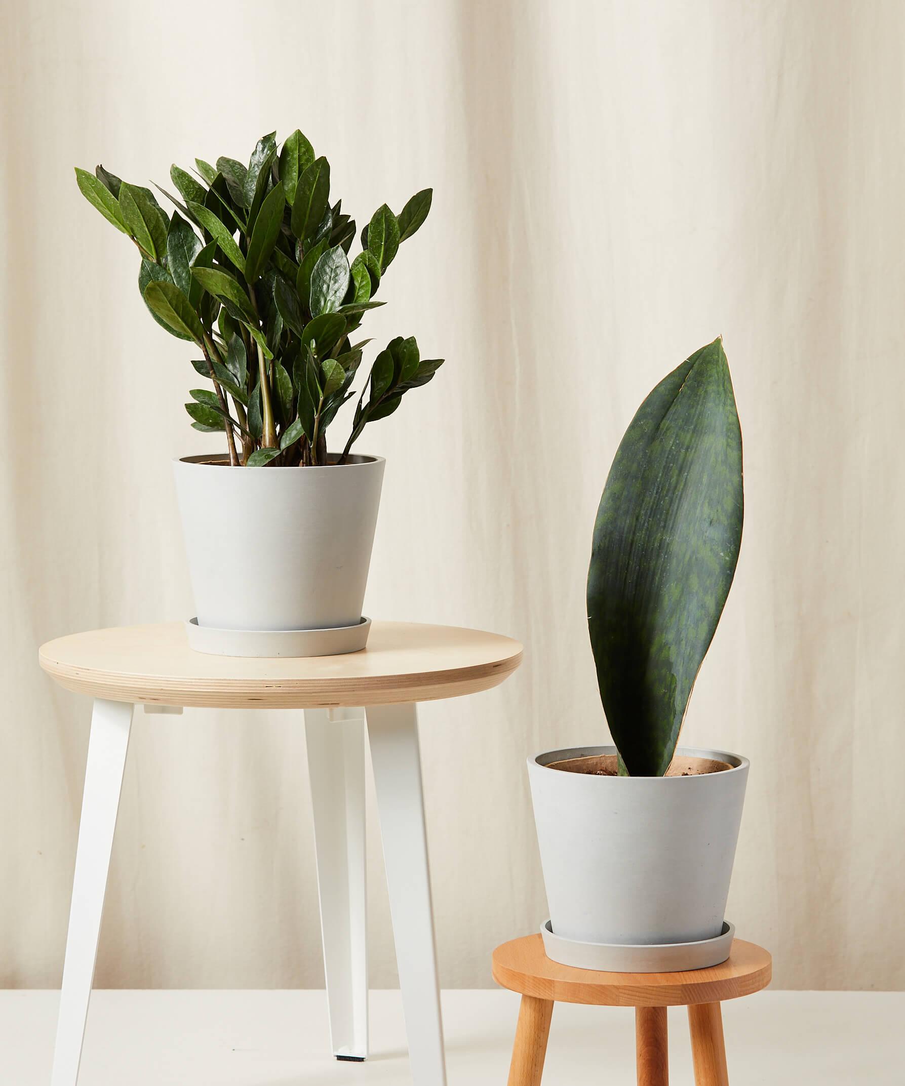 low plant stool