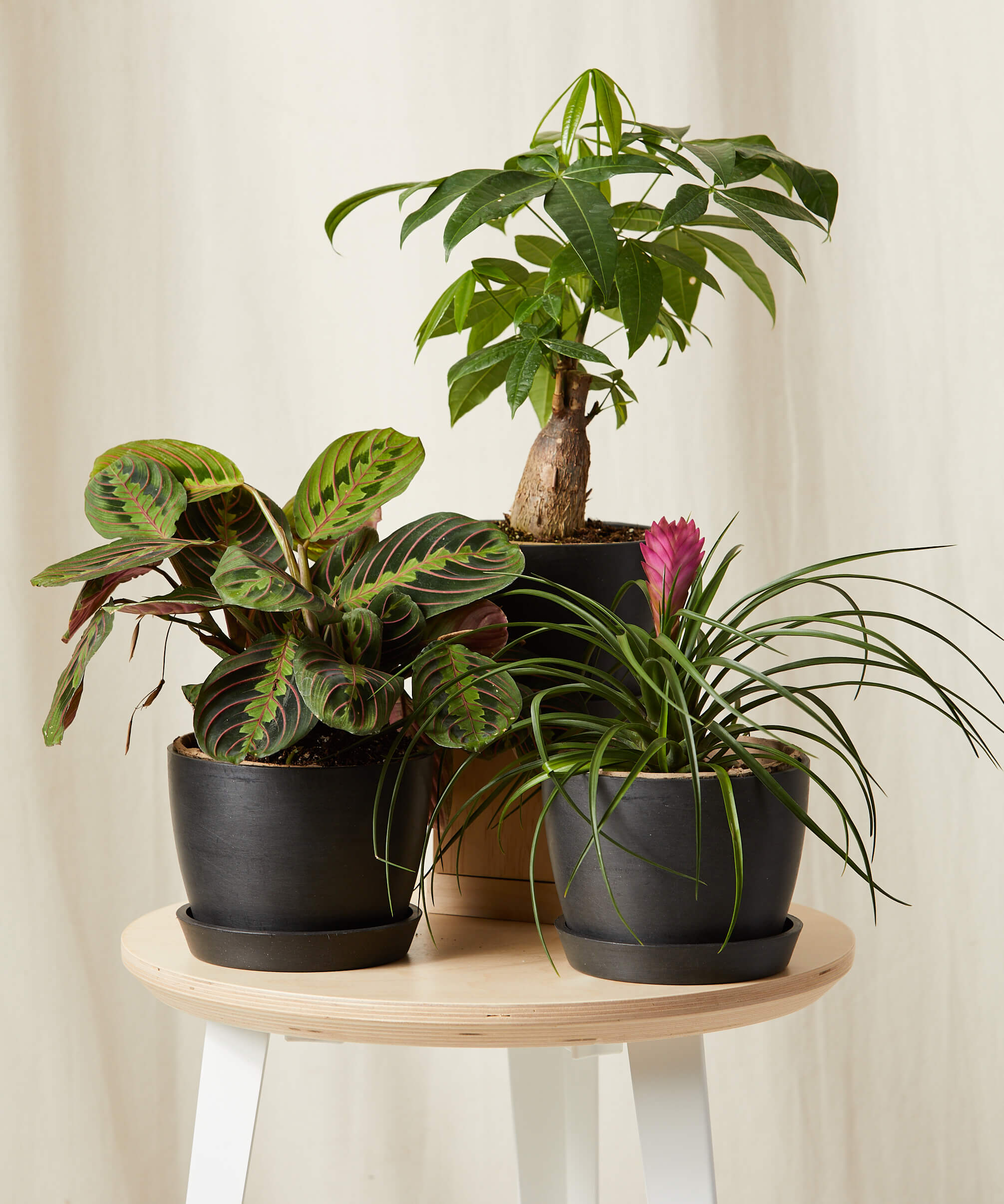 Buy the Pet-Friendly Trio with three pet-friendly plants | Bloomscape