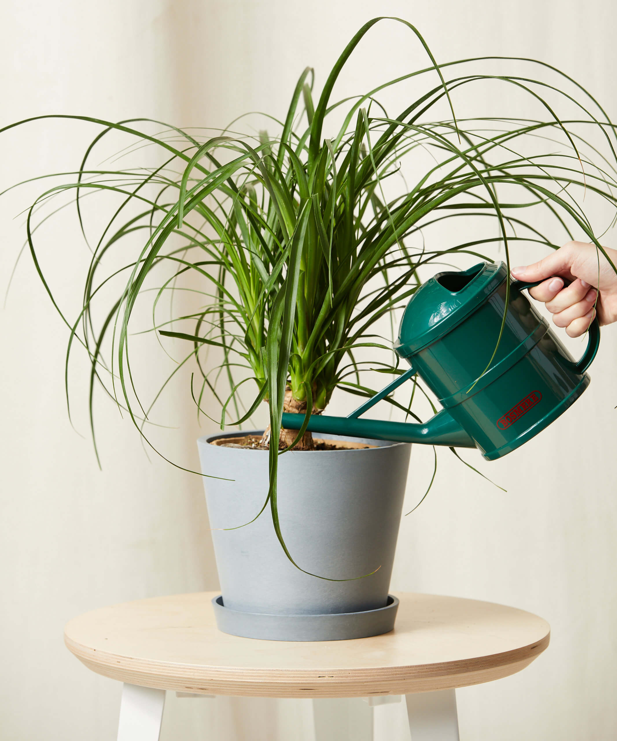 bloomscape_ponytail-palm_md_watering-can