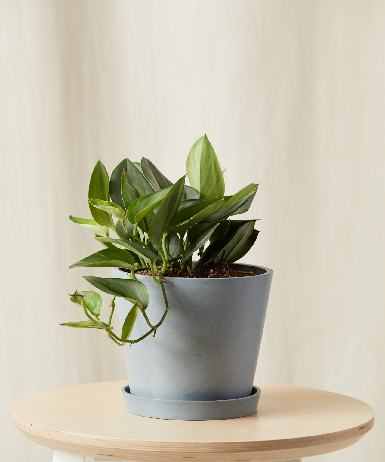 Shop Indoor Plants, Outdoor Plants, Plant Care Supplies | Bloomscape