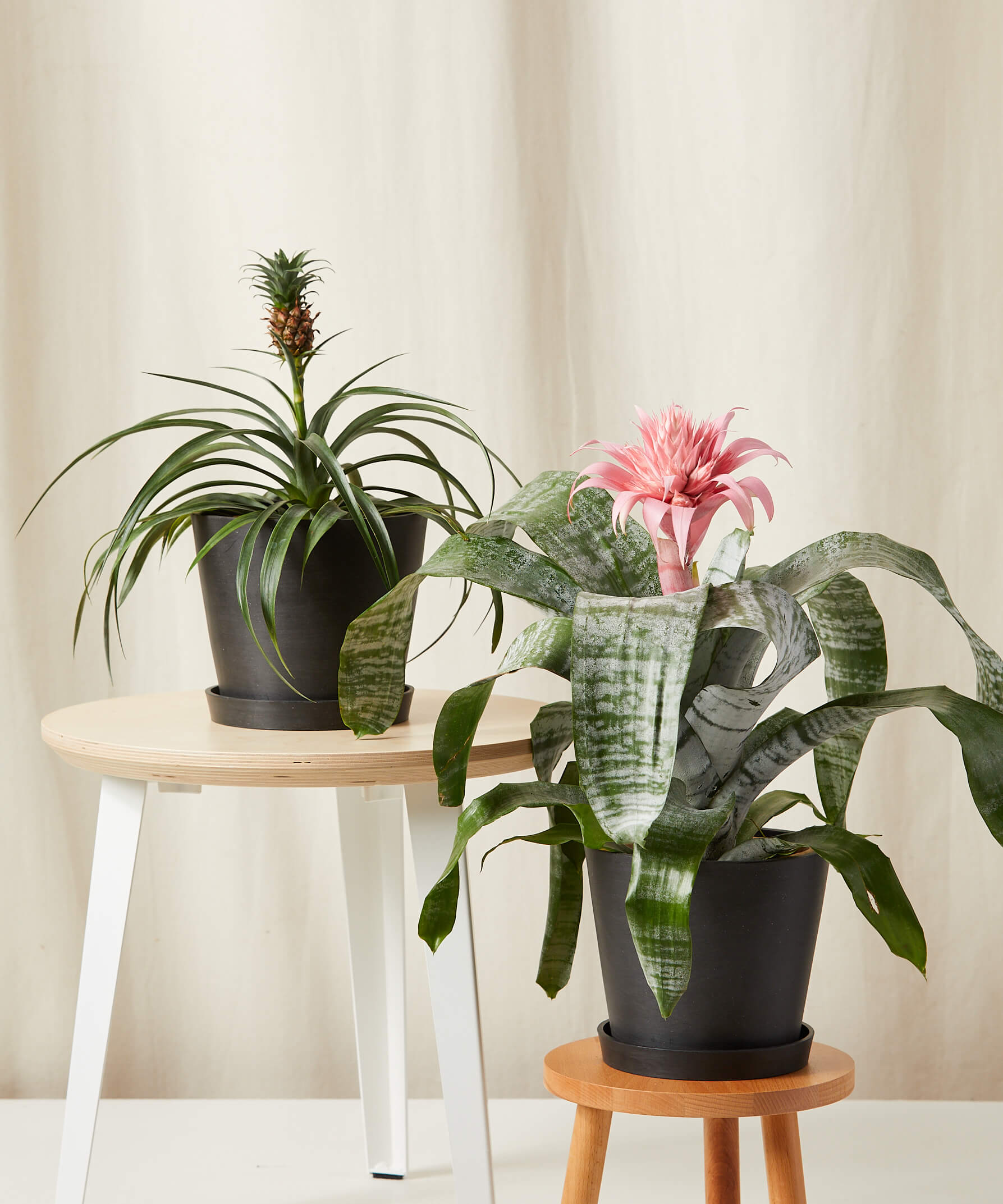 Buy the Statement Bundle with two trendy plants | Bloomscape