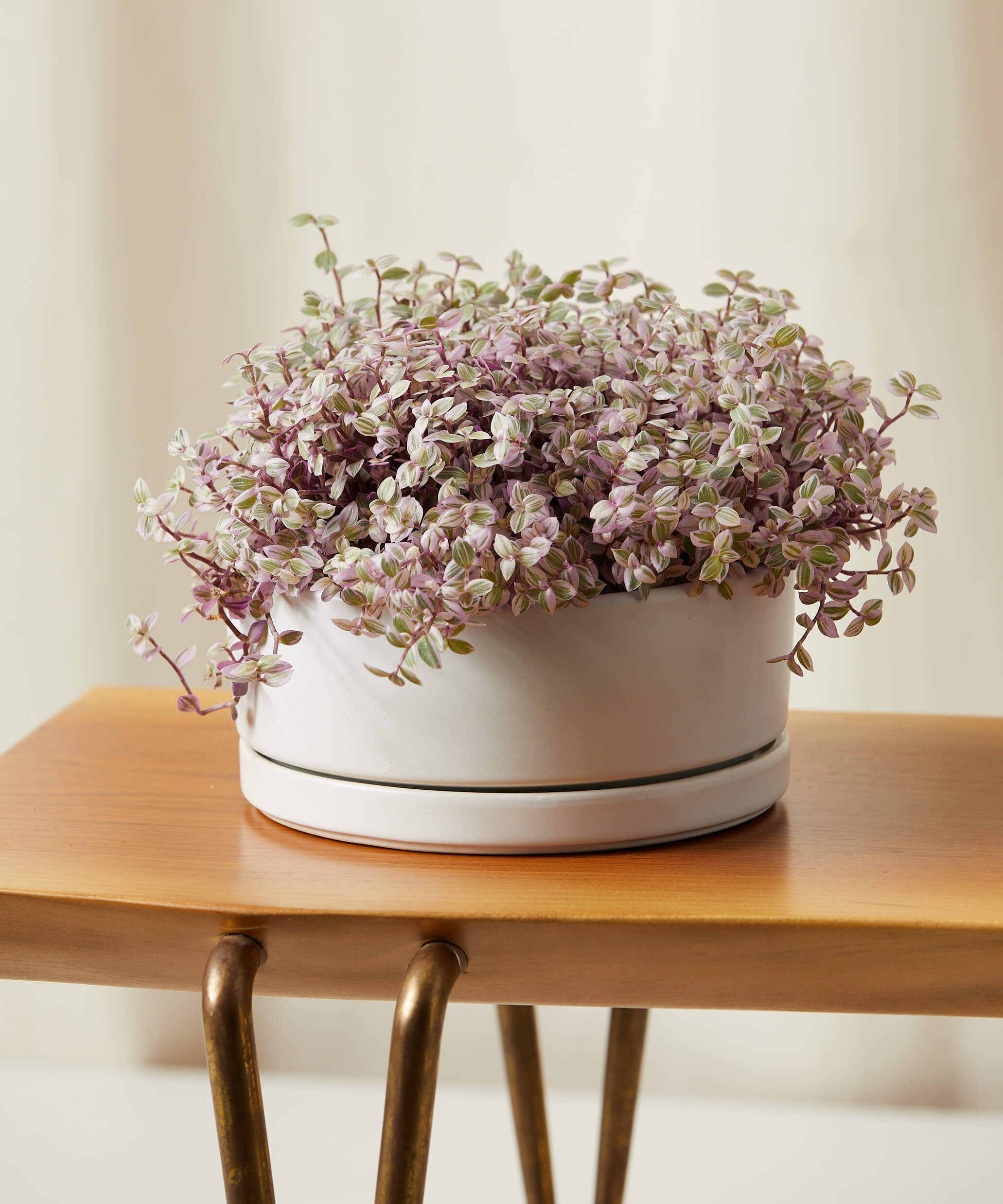 Callisia - Bloomscape