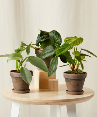 Shop Low Maintenance Indoor Plants Bloomscape
