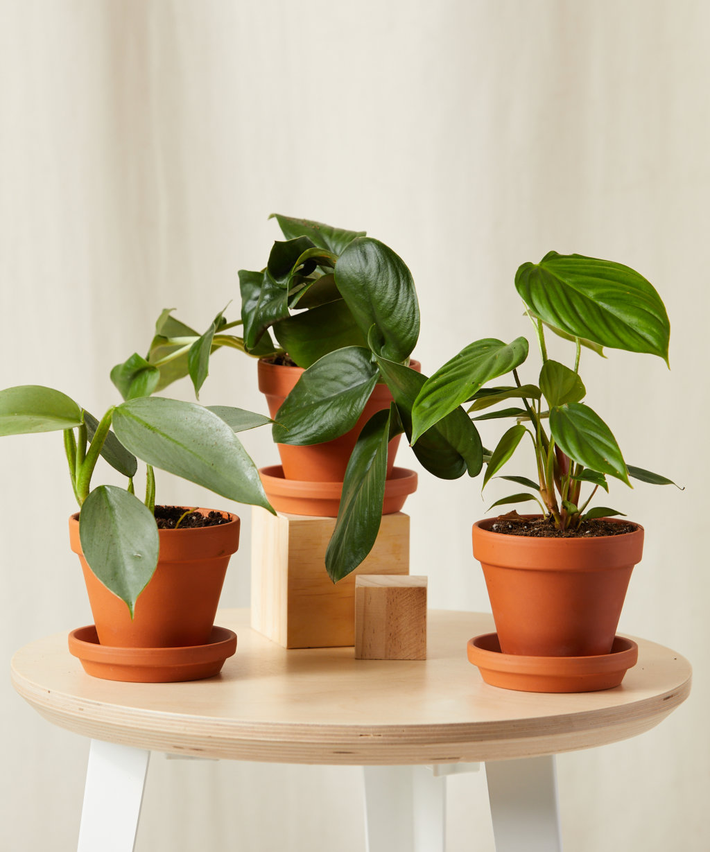 Why Trailing Houseplants Make The Perfect Starter Plant | Bloomscape