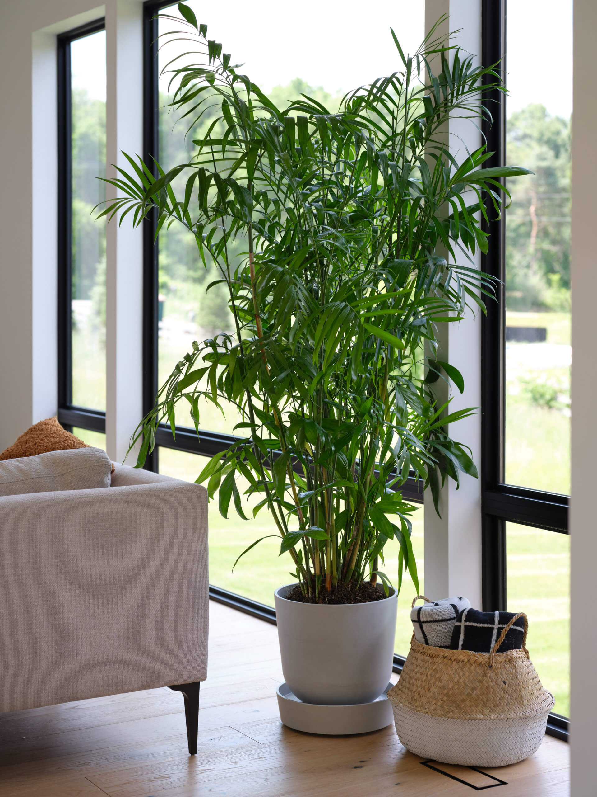 Bamboo Palm Bamboo Palm with feathery green fronds