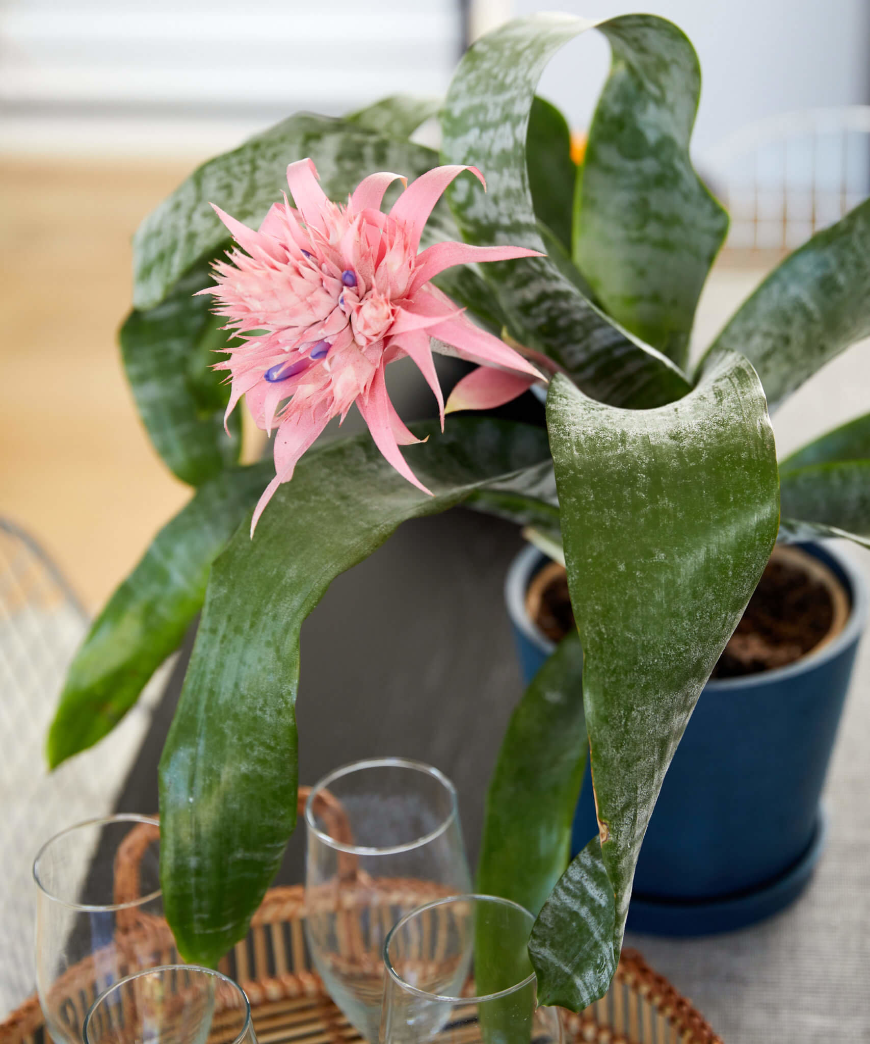 Bromeliad Silver Vase