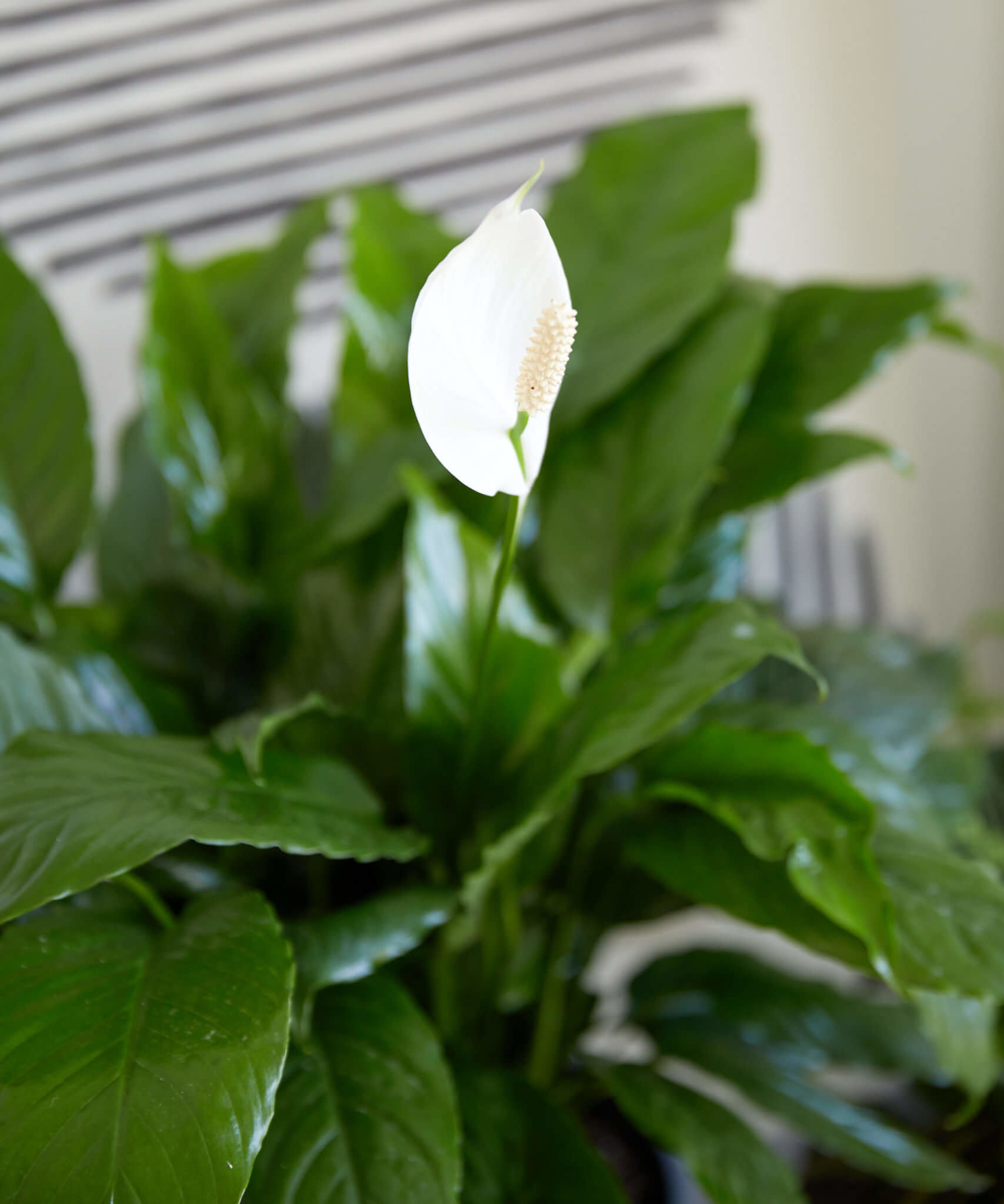 NoRatioEdit_Bloomscape-Handheld-041-peacelily