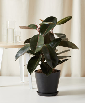 Whale Fin Sansevieria