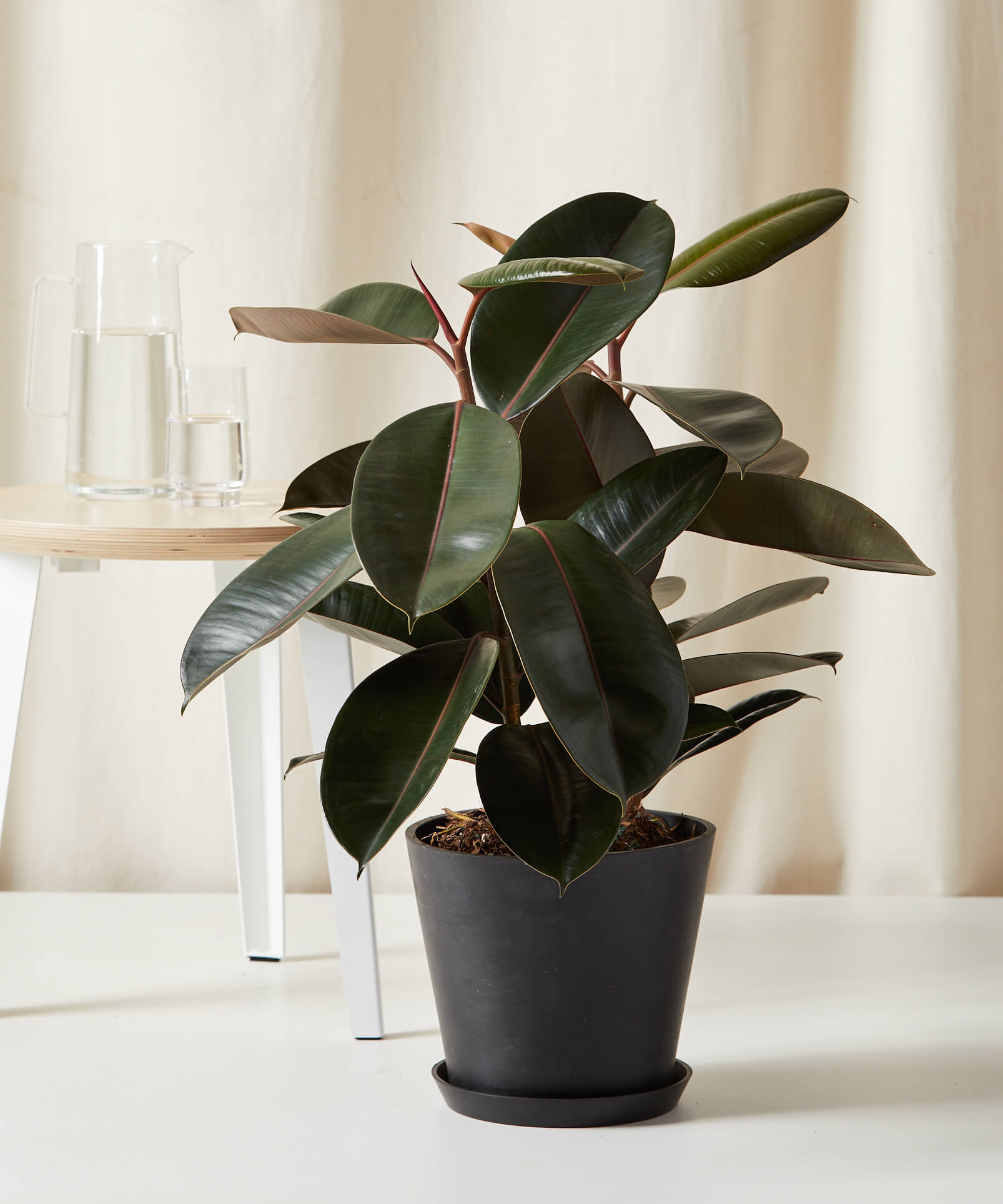 buy potted burgundy rubber tree indoor plant | bloomscape