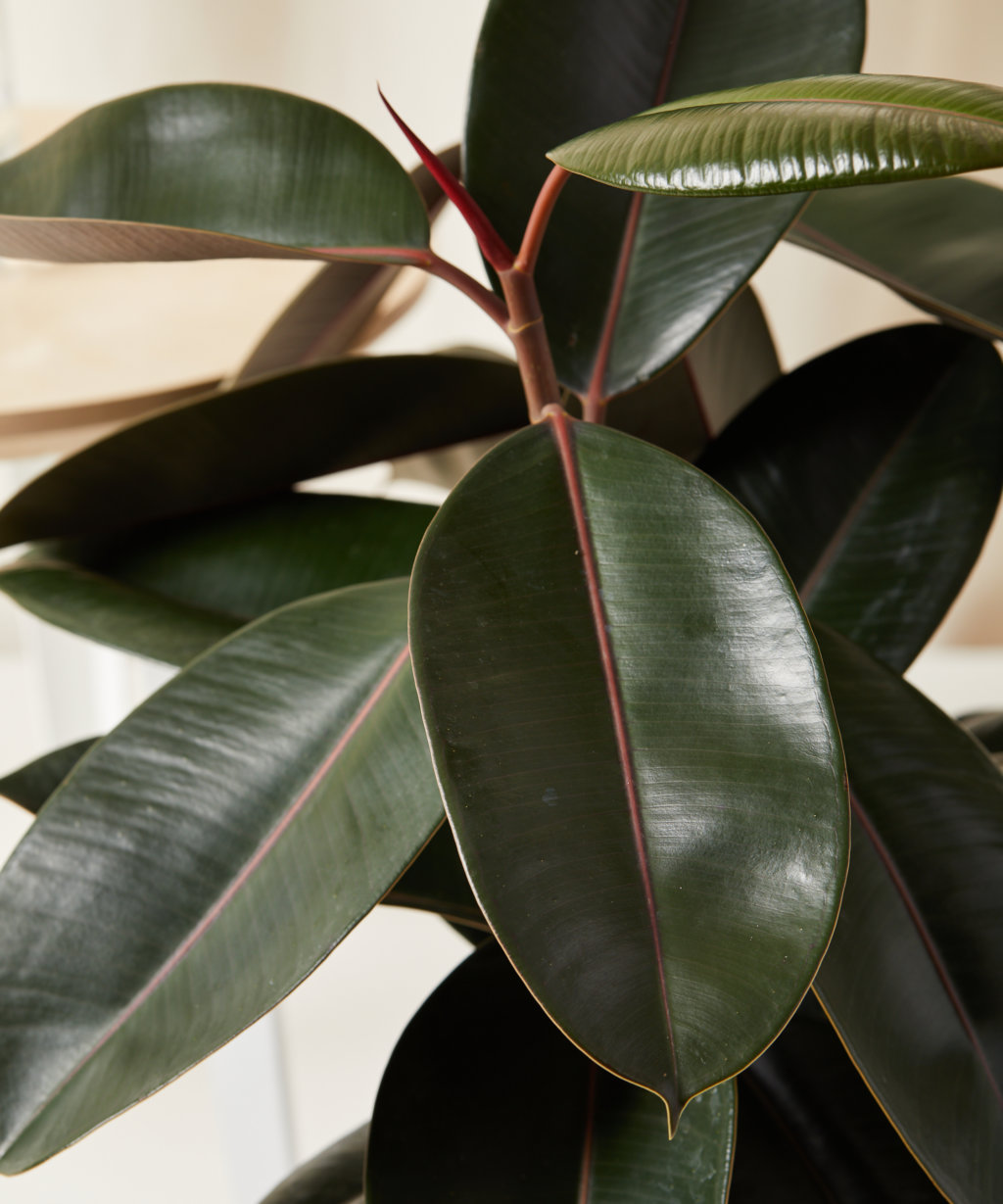 Buy Potted Burgundy Rubber Tree Indoor Plant | Bloomscape