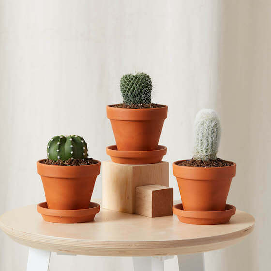 Shop Cacti and Succulents