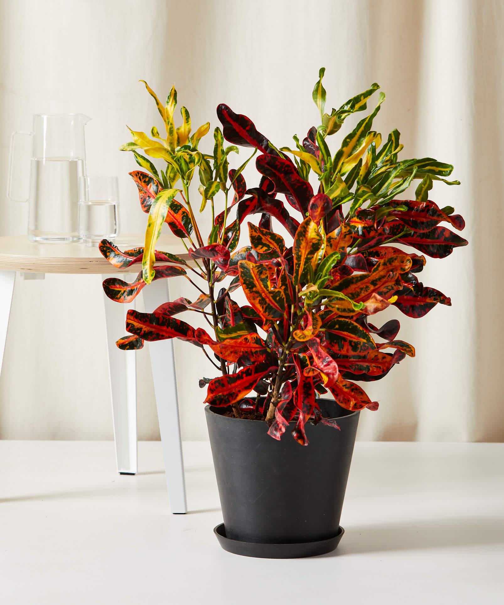Variegated Croton