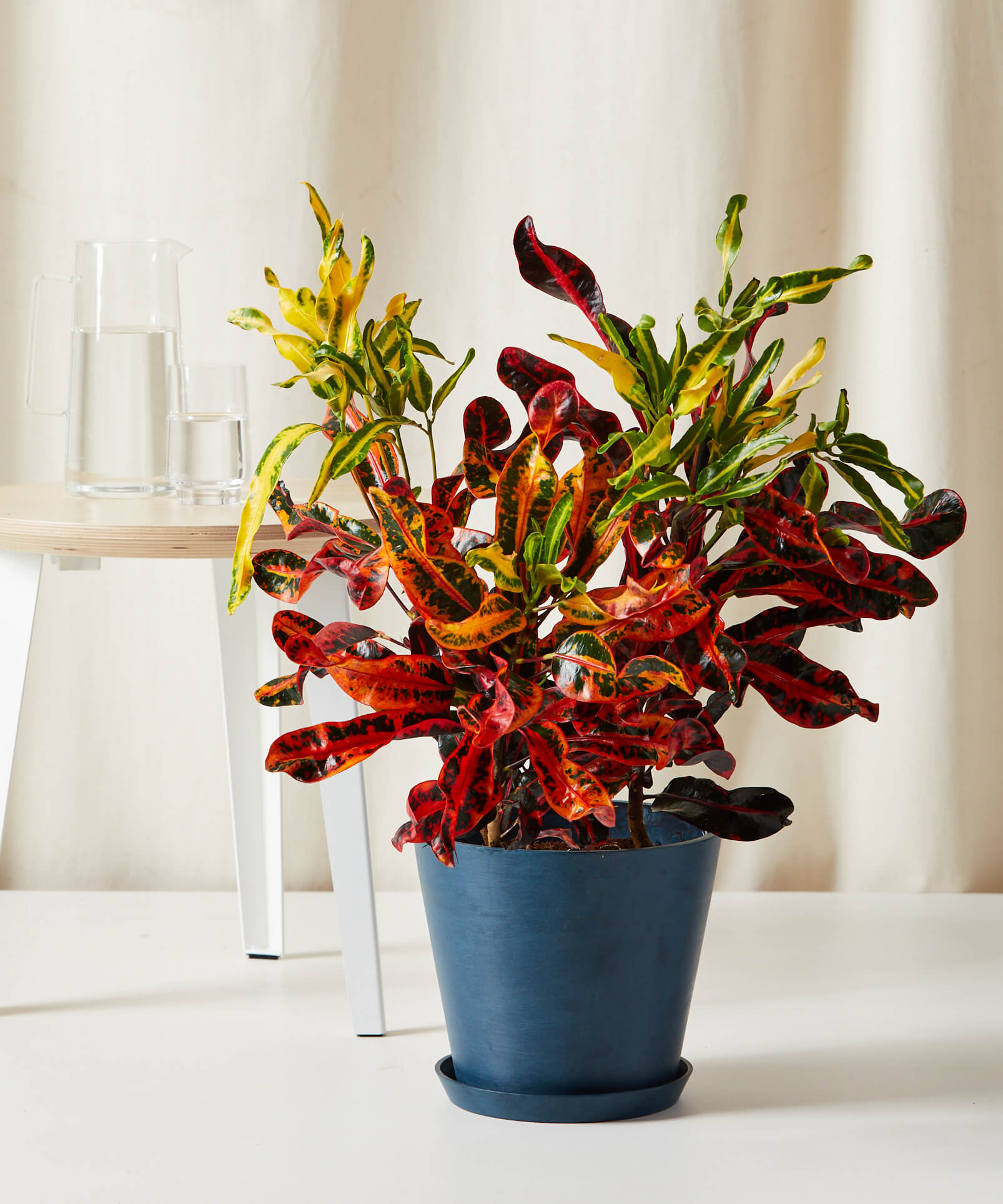 Variegated Croton