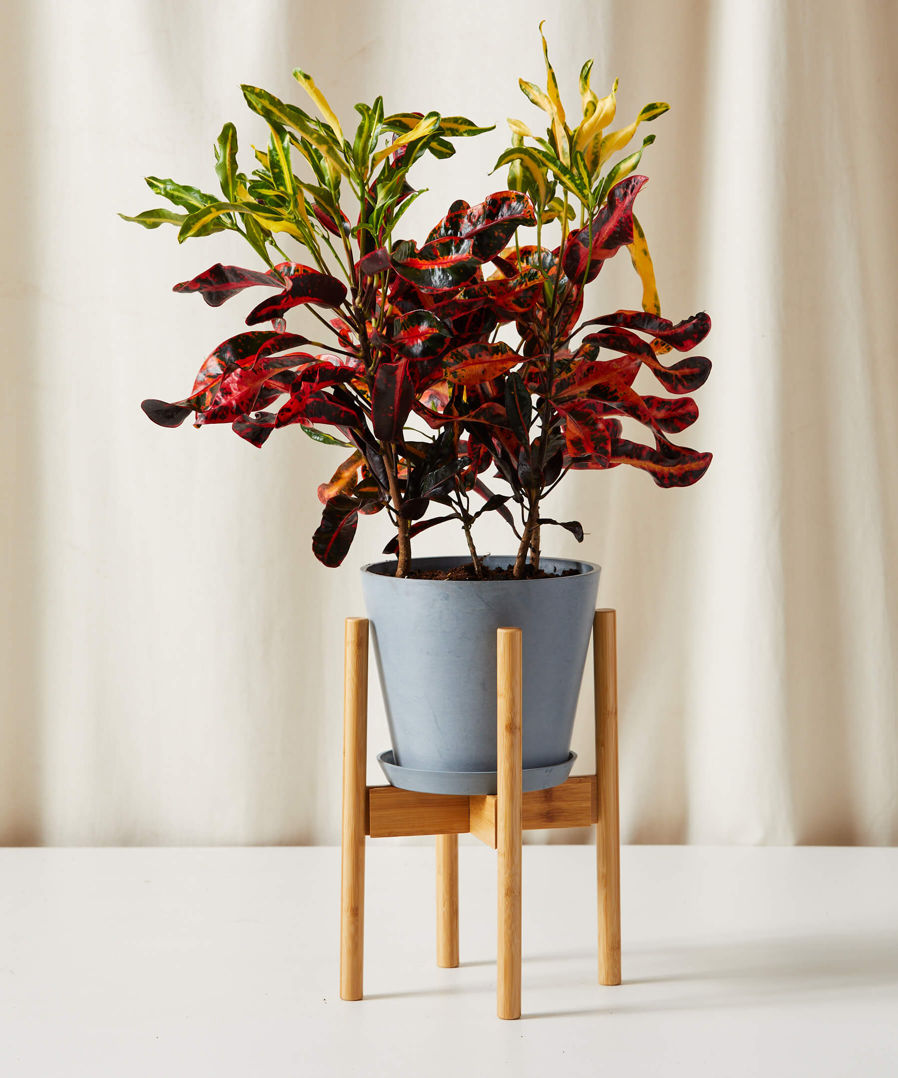 Variegated Croton