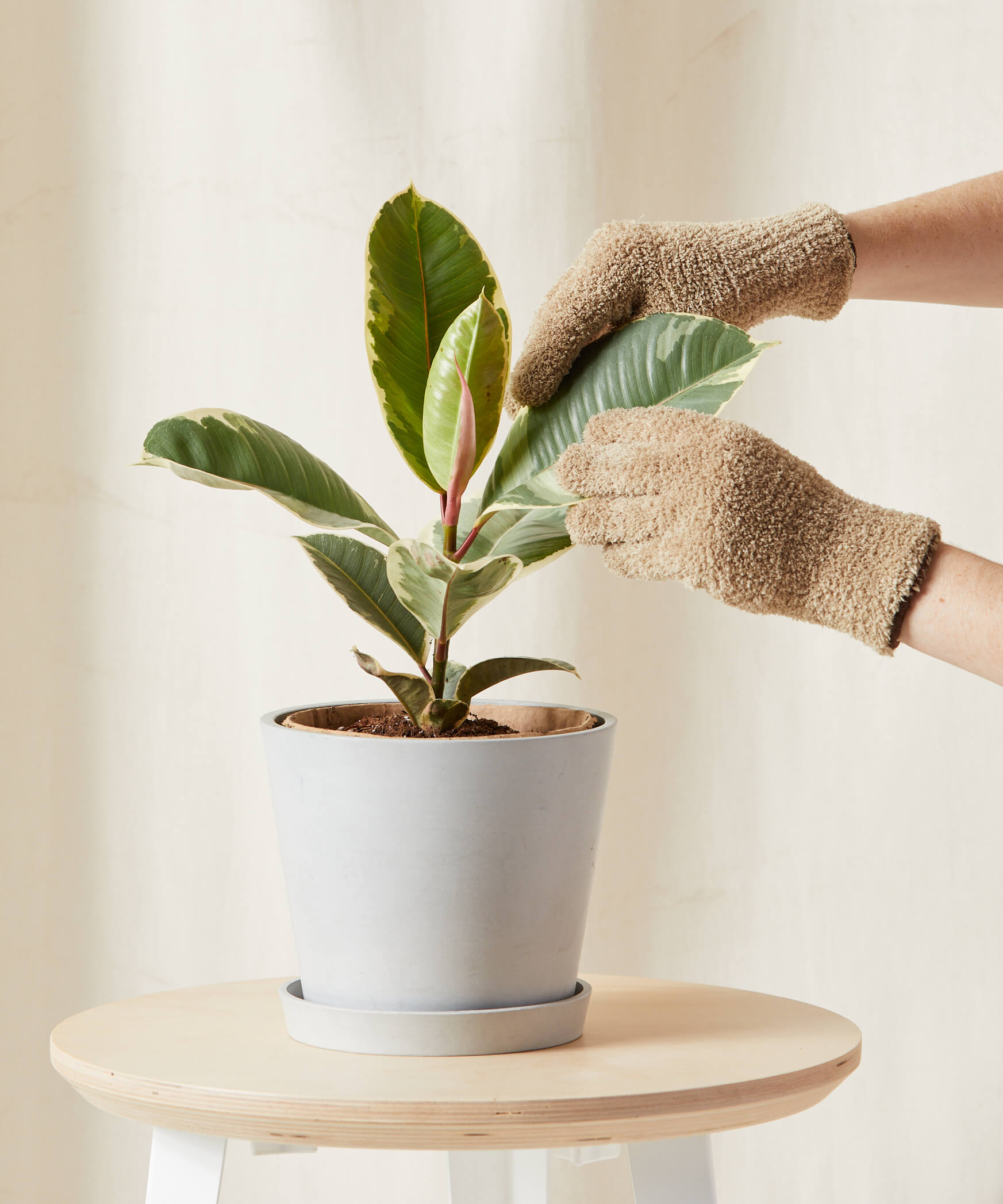 bloomscape_ficus-tineke_md_care-product