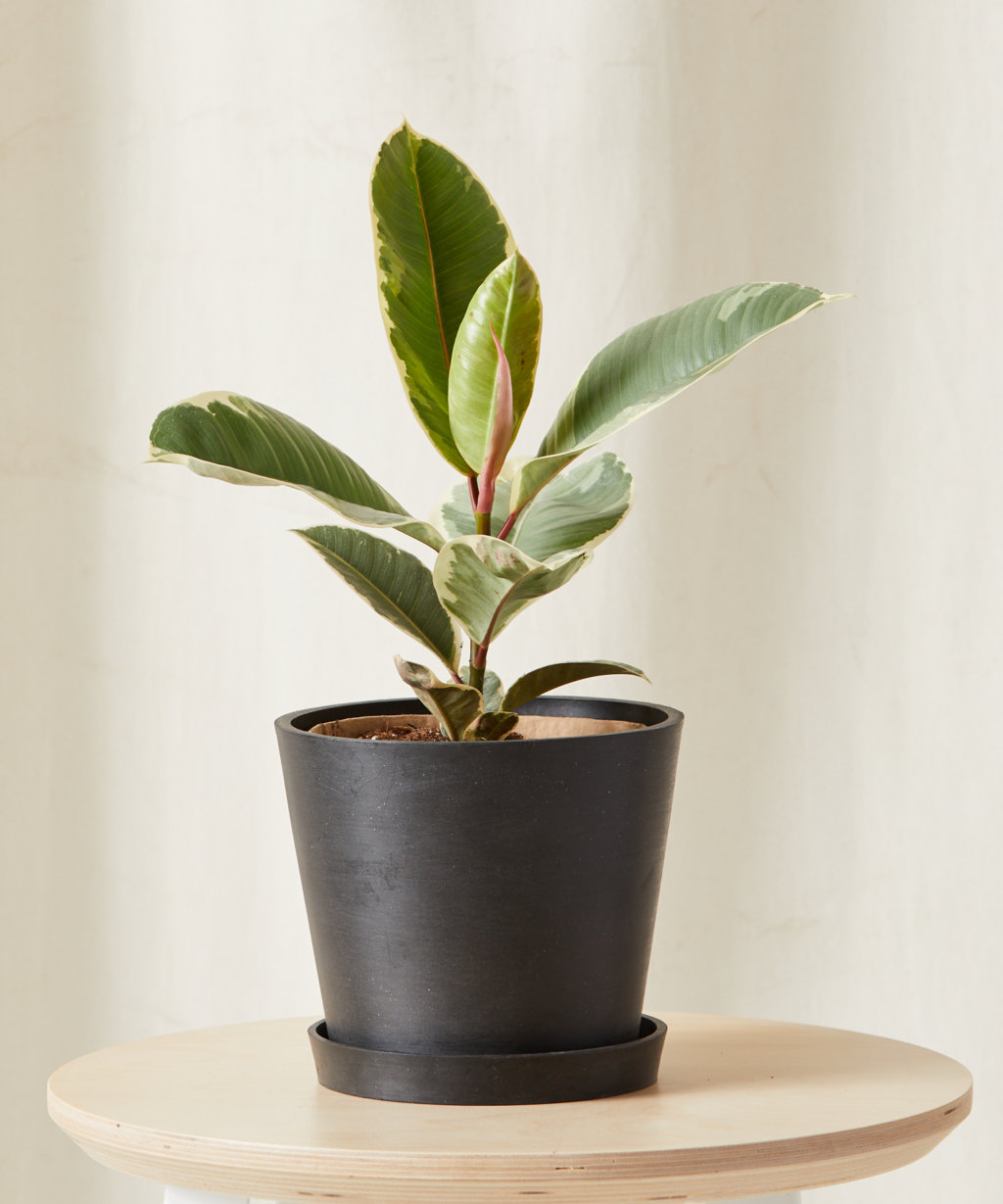 Fastia 101: How to Care for Fatsias | Bloomscape