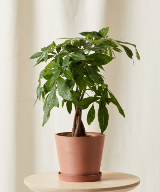 Buy Potted Money Tree Forest Indoor Plant 