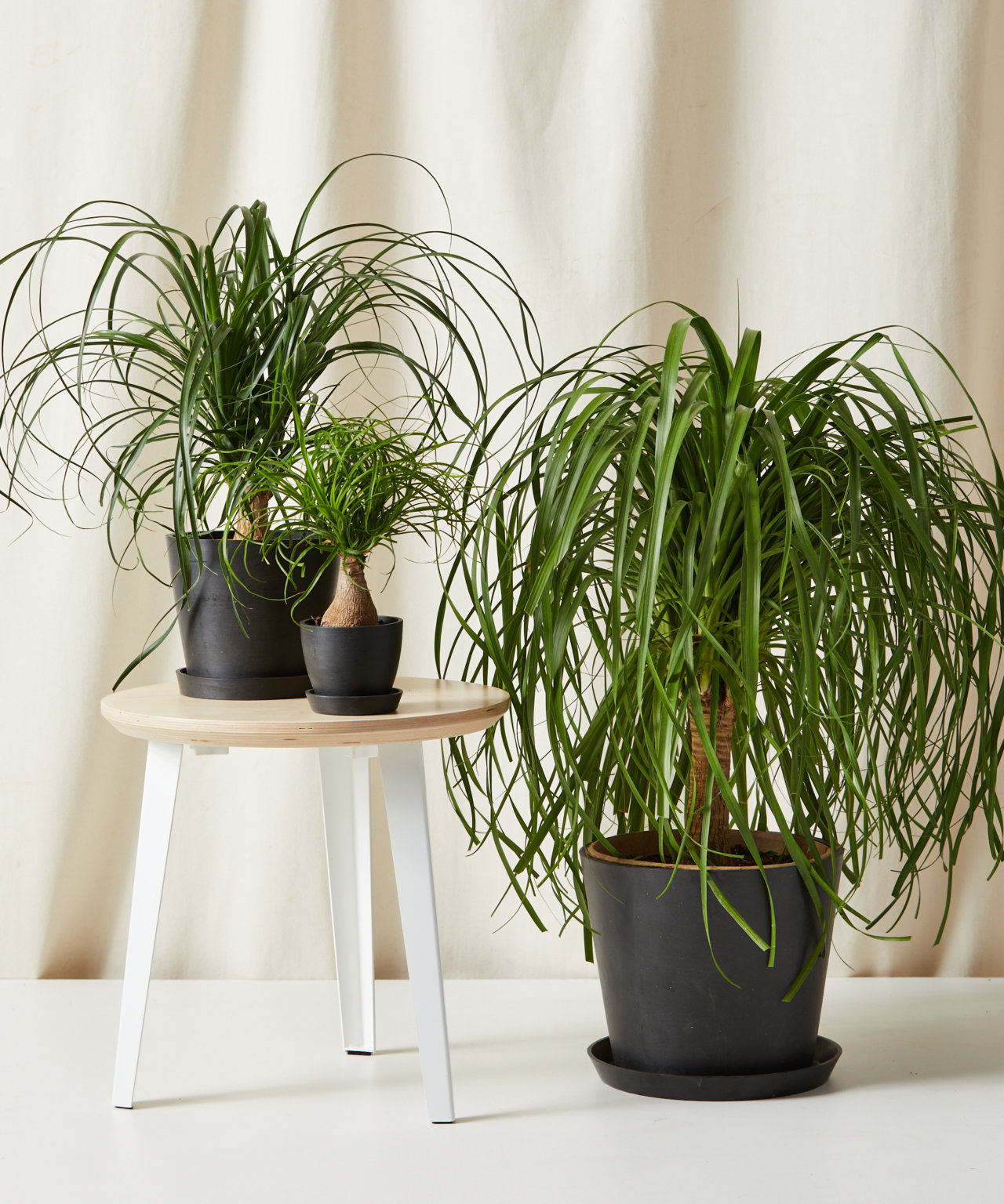 Easiest Houseplants That Anyone Can Grow | Bloomscape