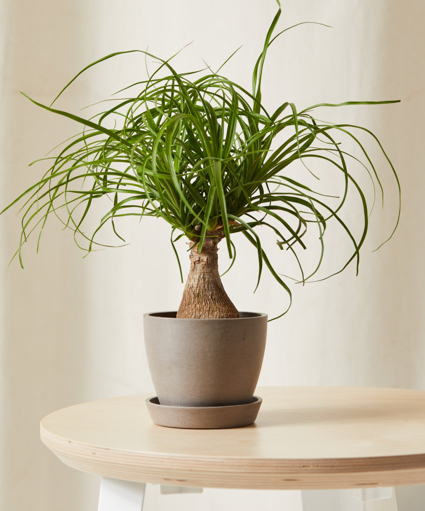 Mini Ponytail Palm with arching leaves