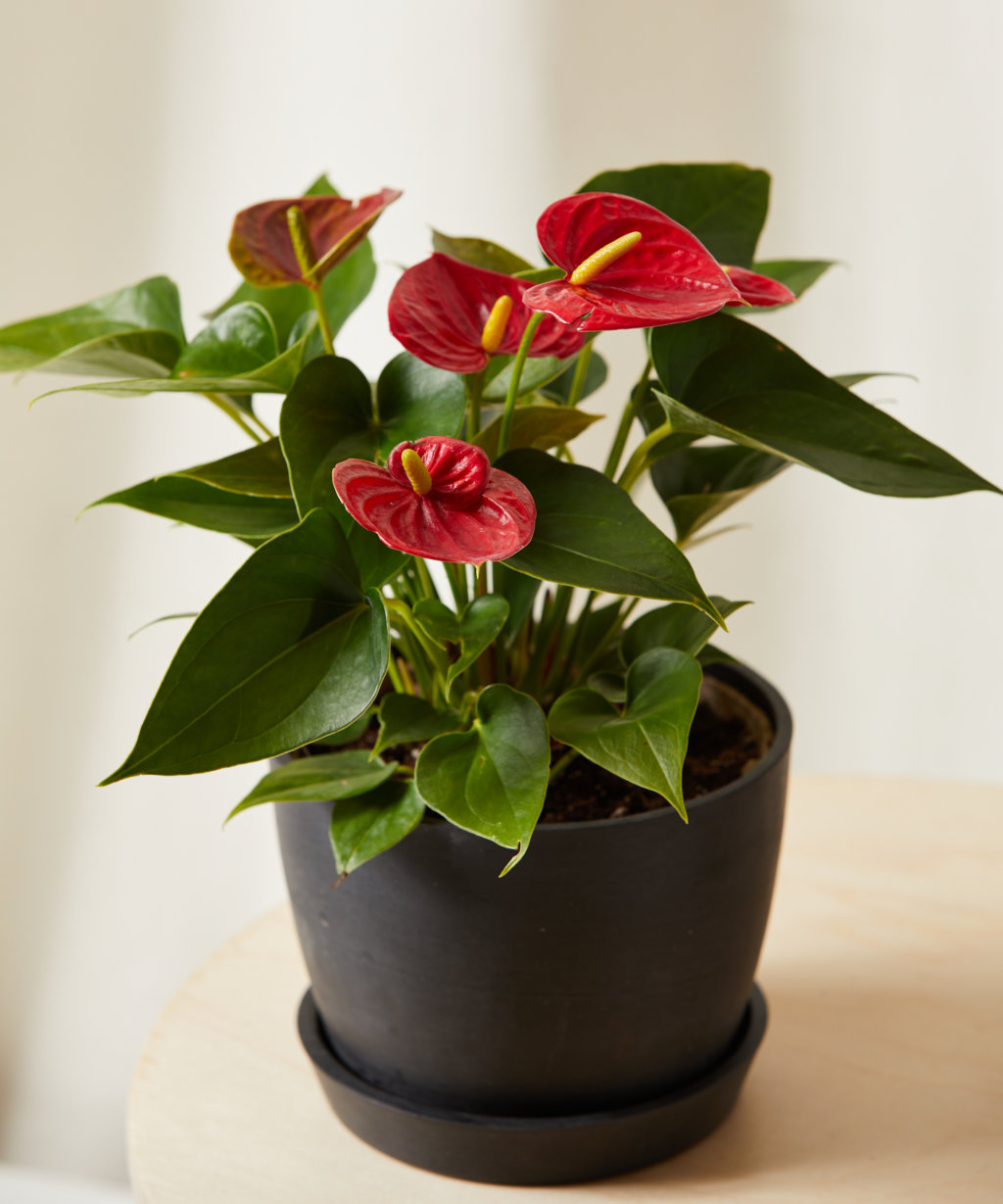 Buy Potted Anthurium Red Indoor Plant | Bloomscape