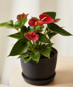 Buy Potted Anthurium Red Indoor Plant | Bloomscape