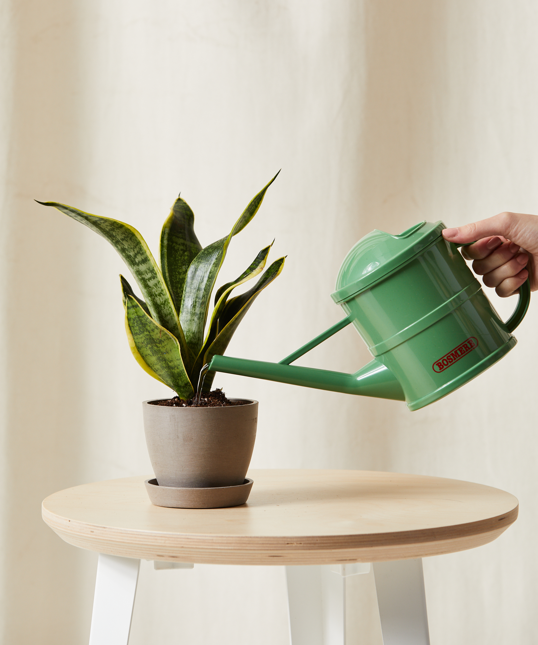 bloomscape_sansevieria_xs_care-product