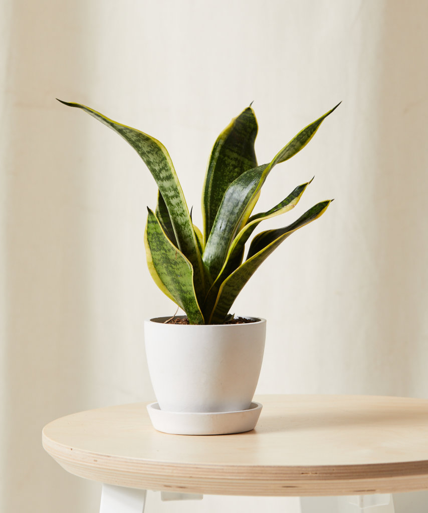 Mini Sansevieria with upright green leaves